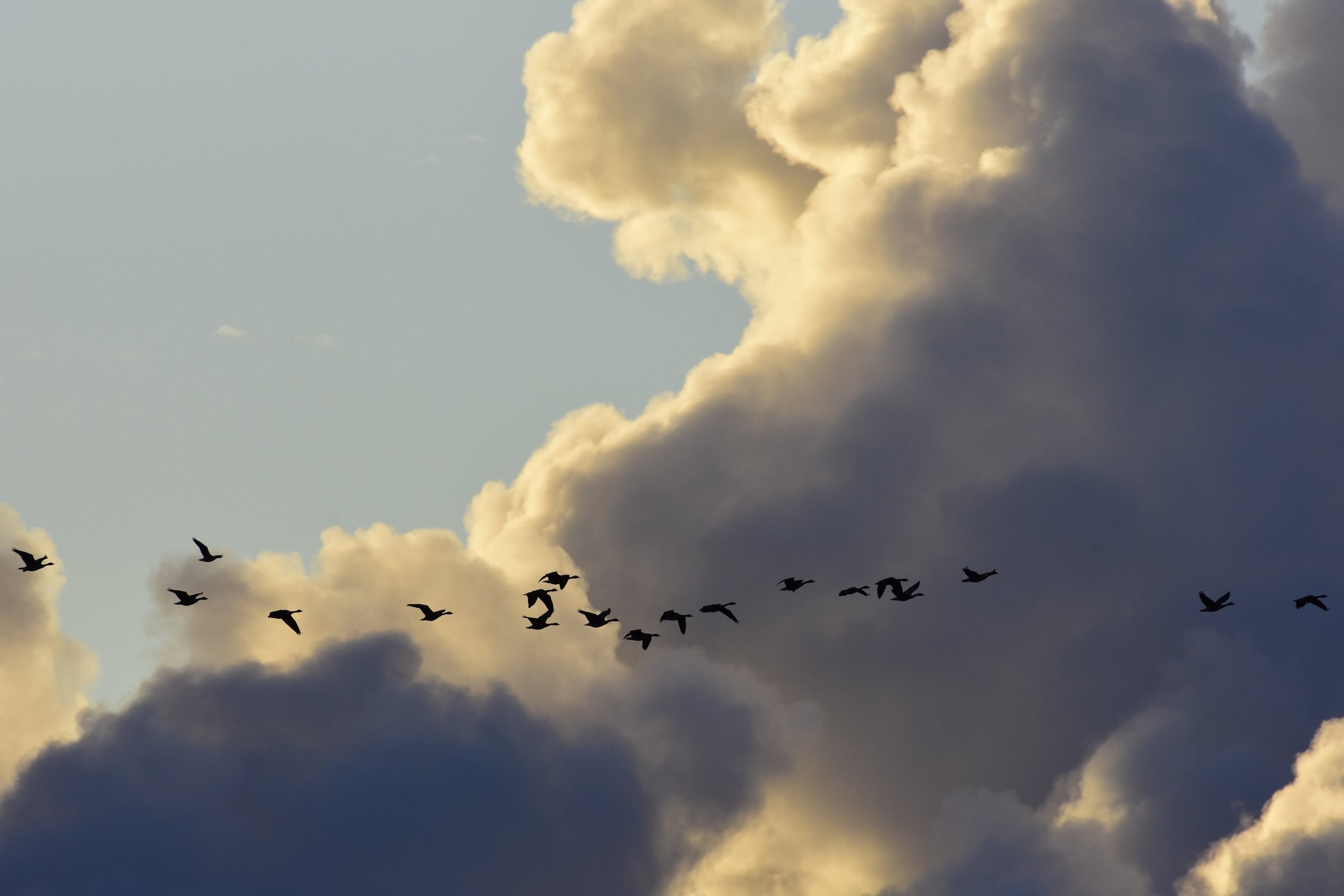 Geese and Clouds_1