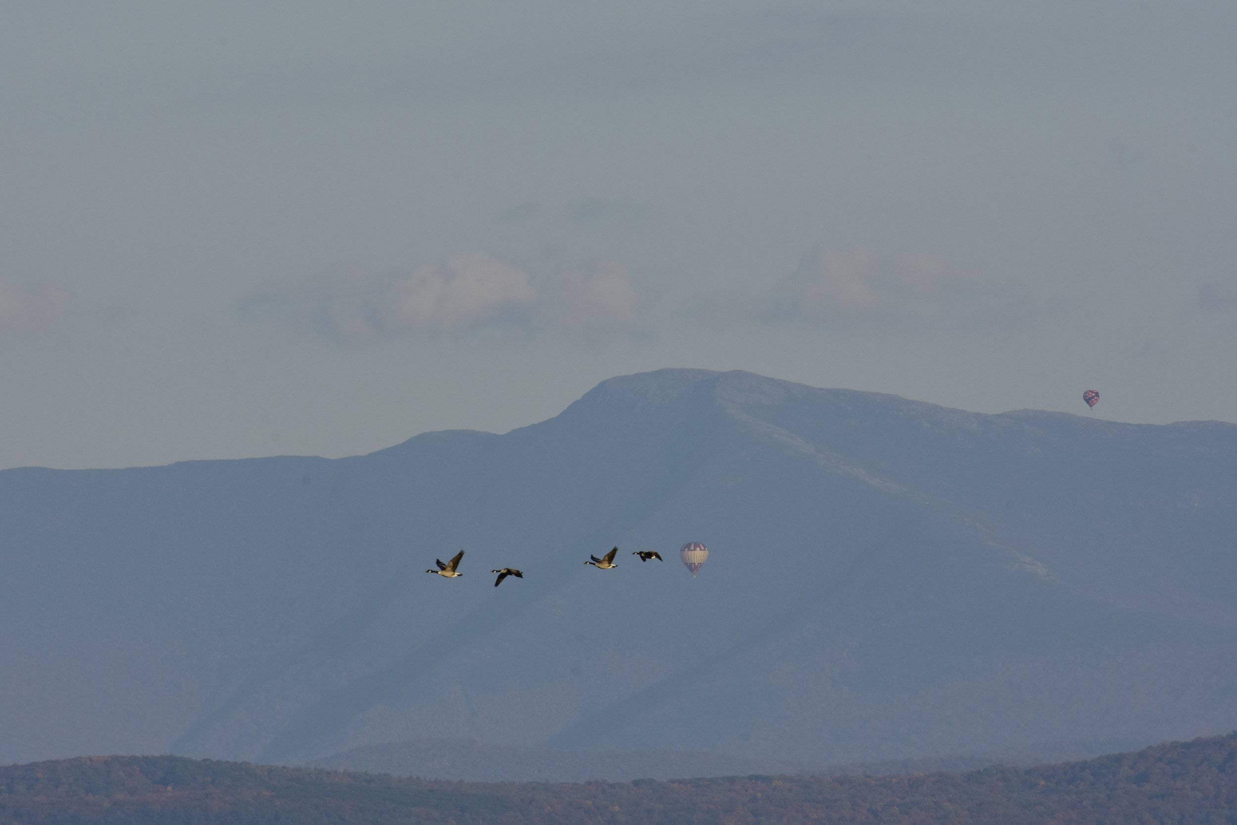 Hot Air Balloons and Canada Geese_1