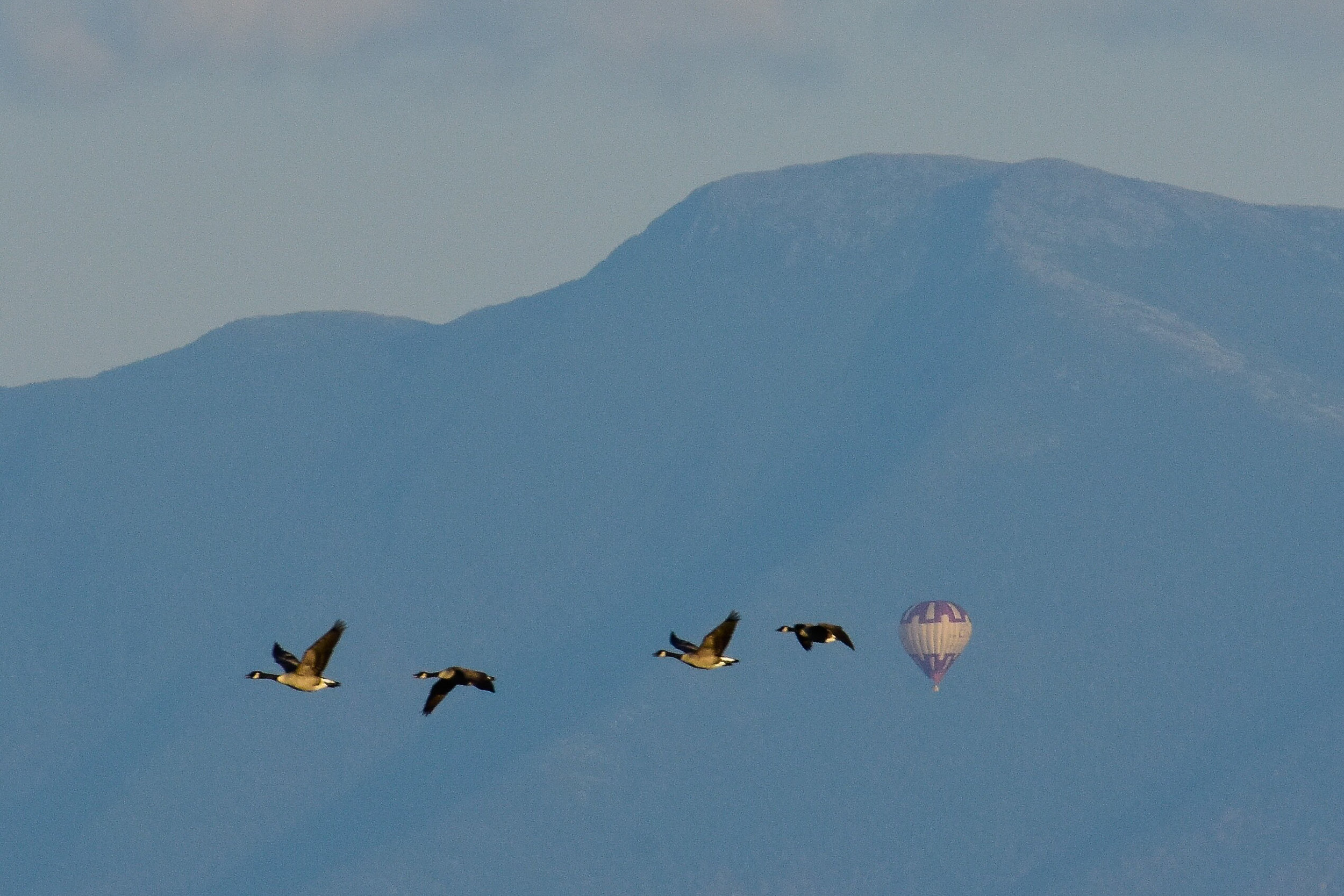 Hot Air Balloons and Canada Geese_cropped