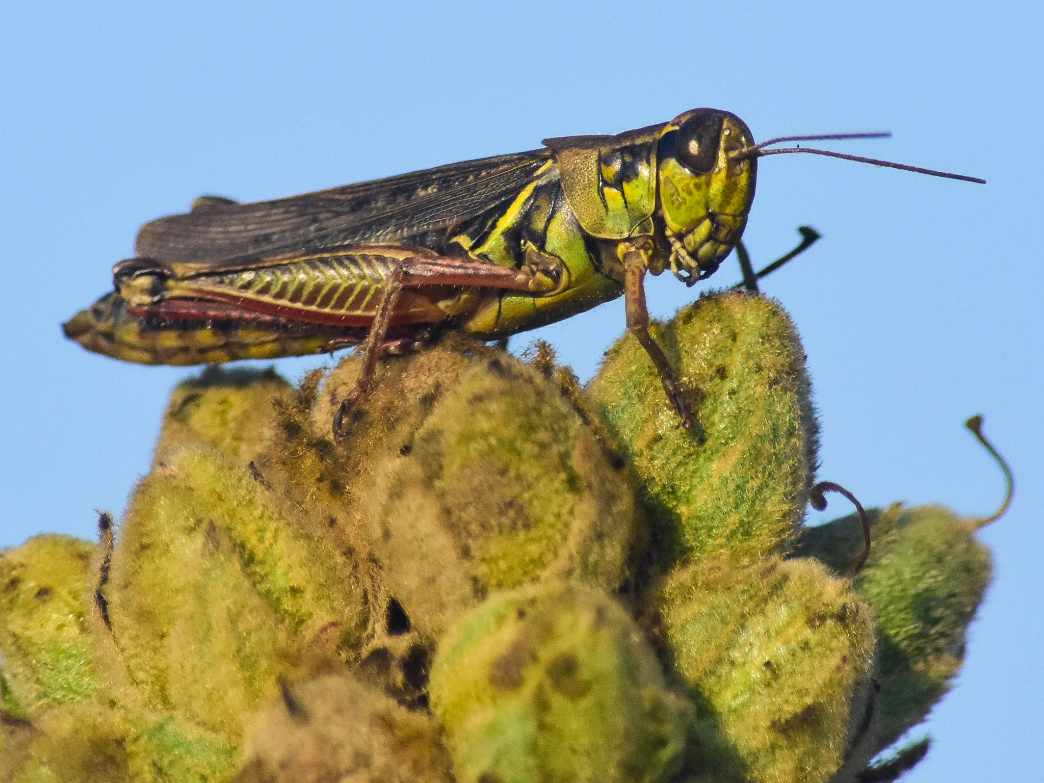 Grasshopper