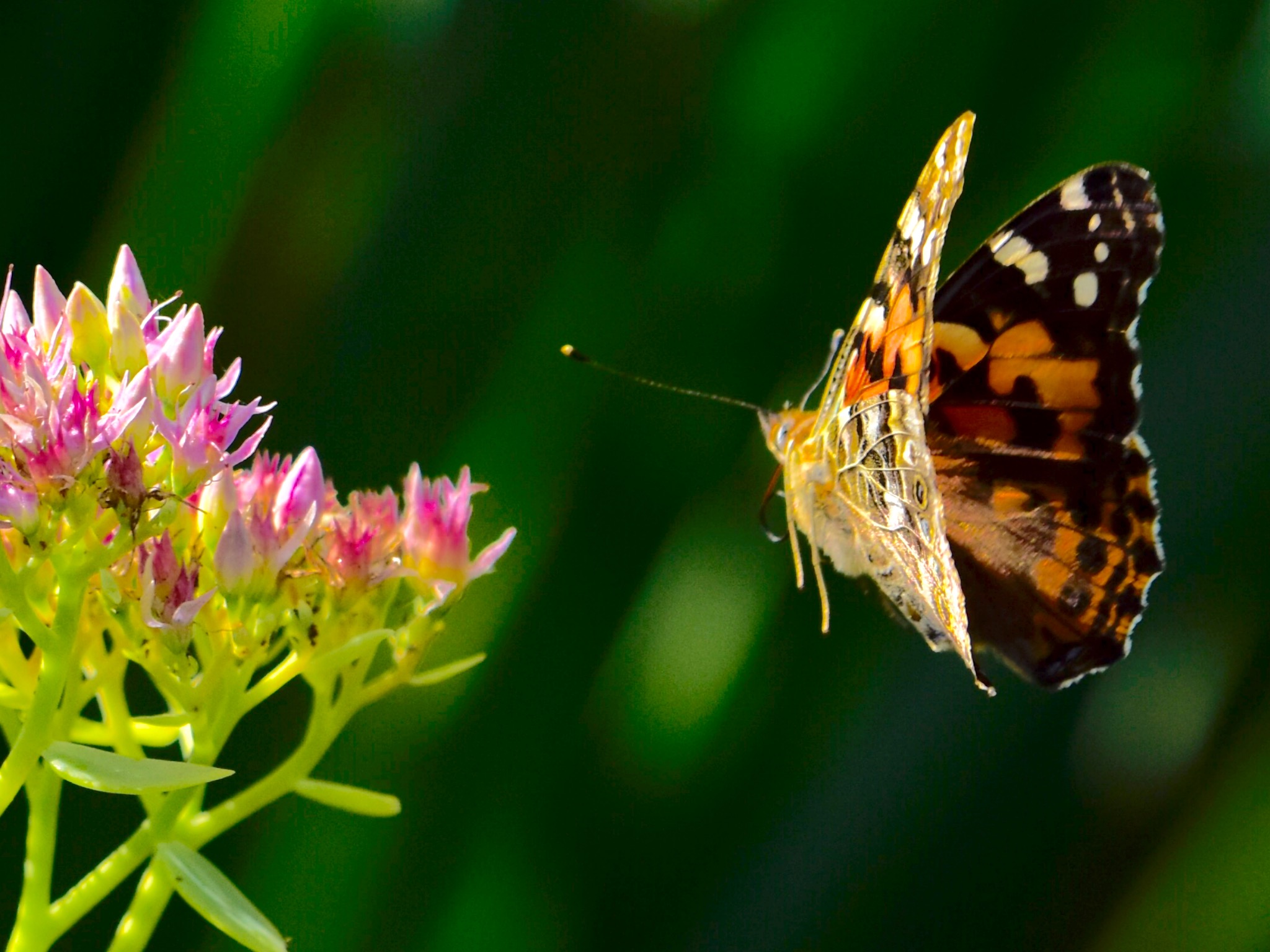 Painted Lady Butterfly