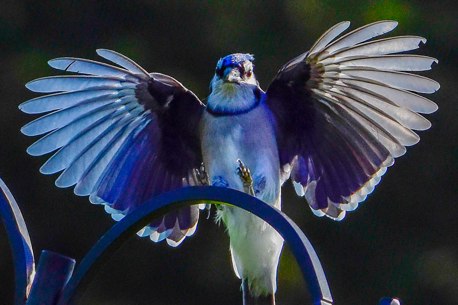 Blue Jay with Winds Spread