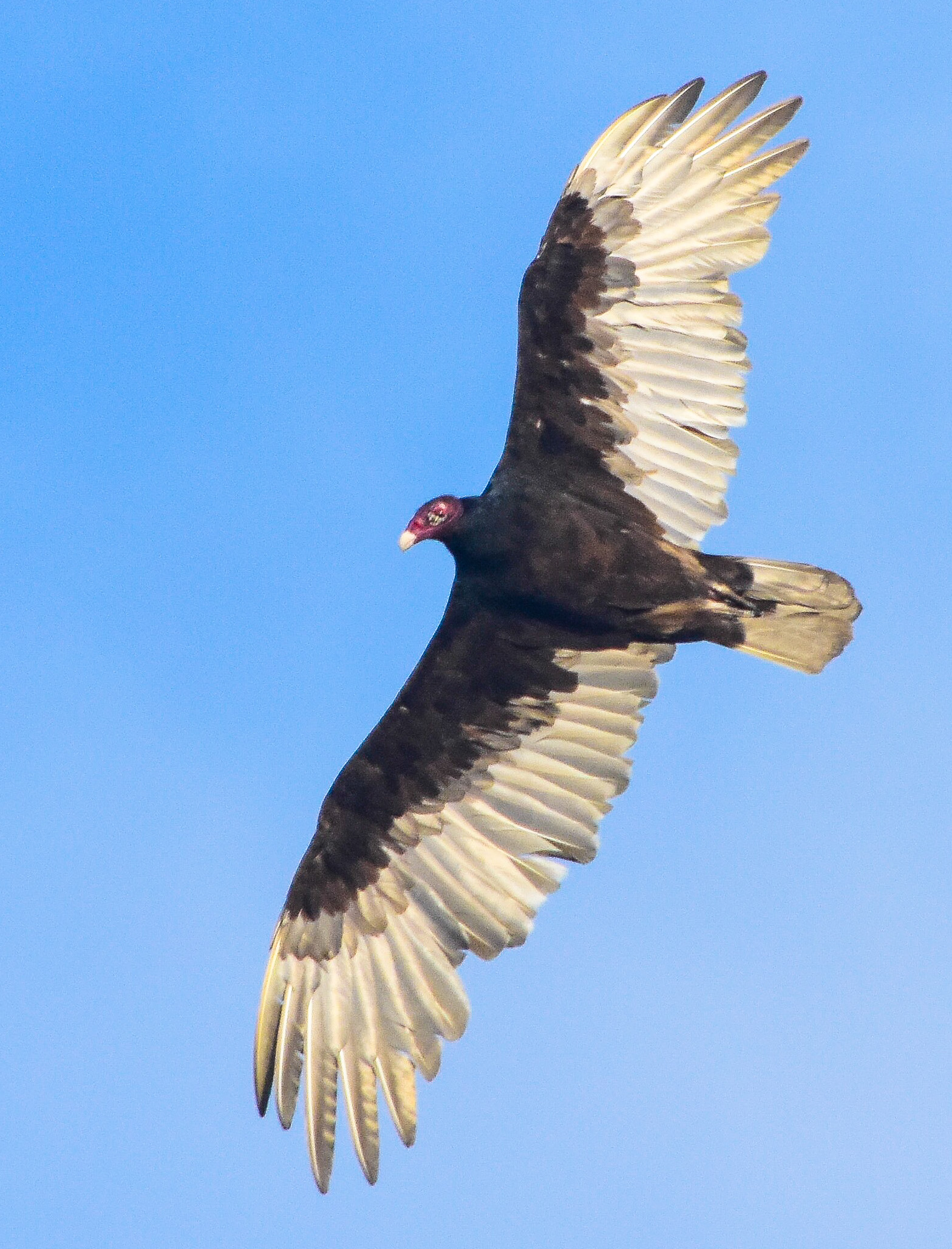 Turkey Vulture in Flight
