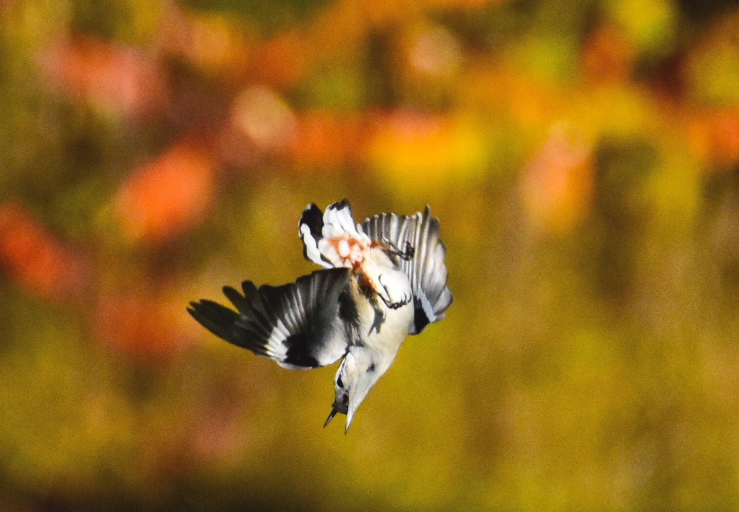 White-breasted Nuthatch Diving 