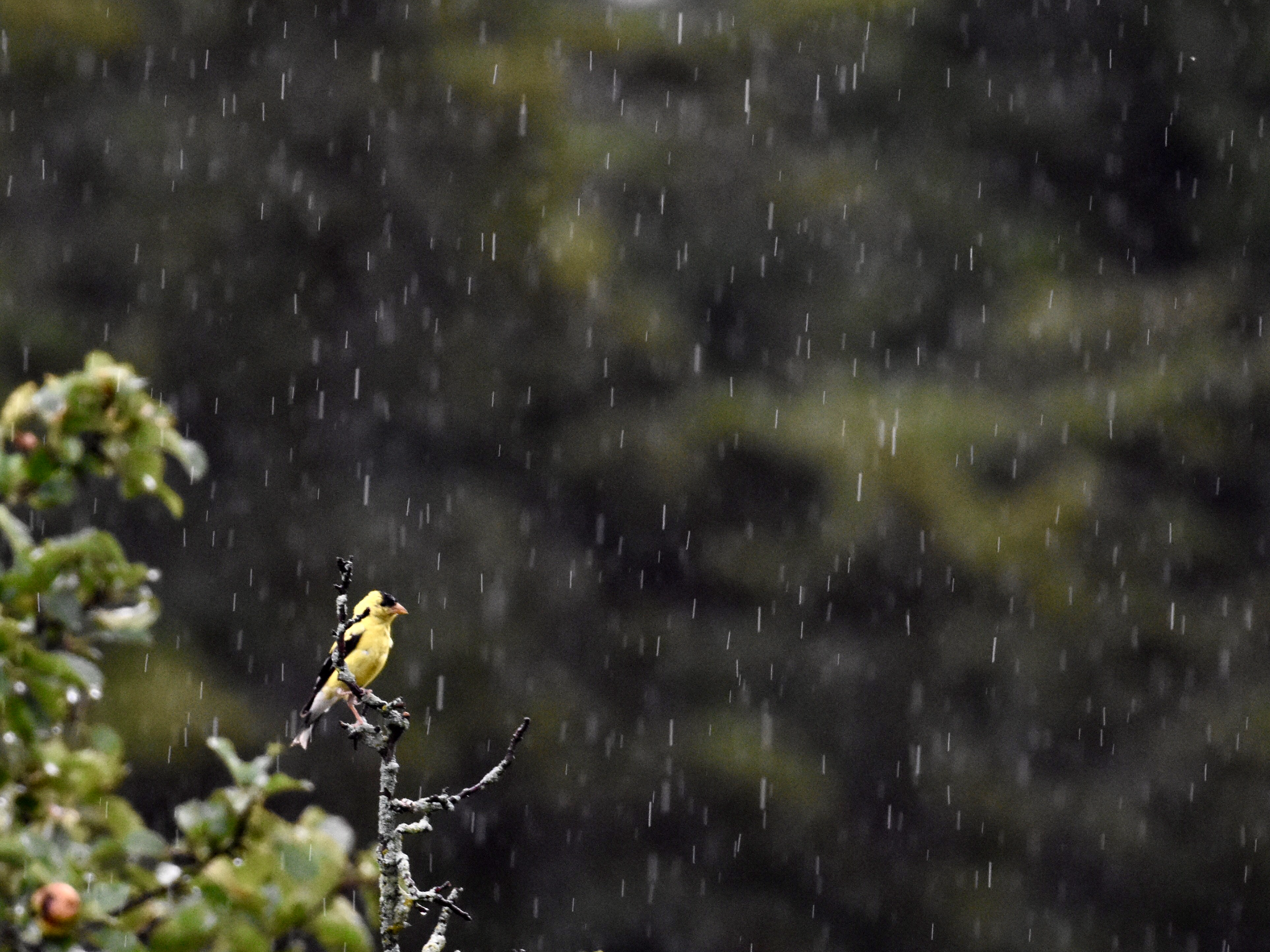 Goldfinch in Rain