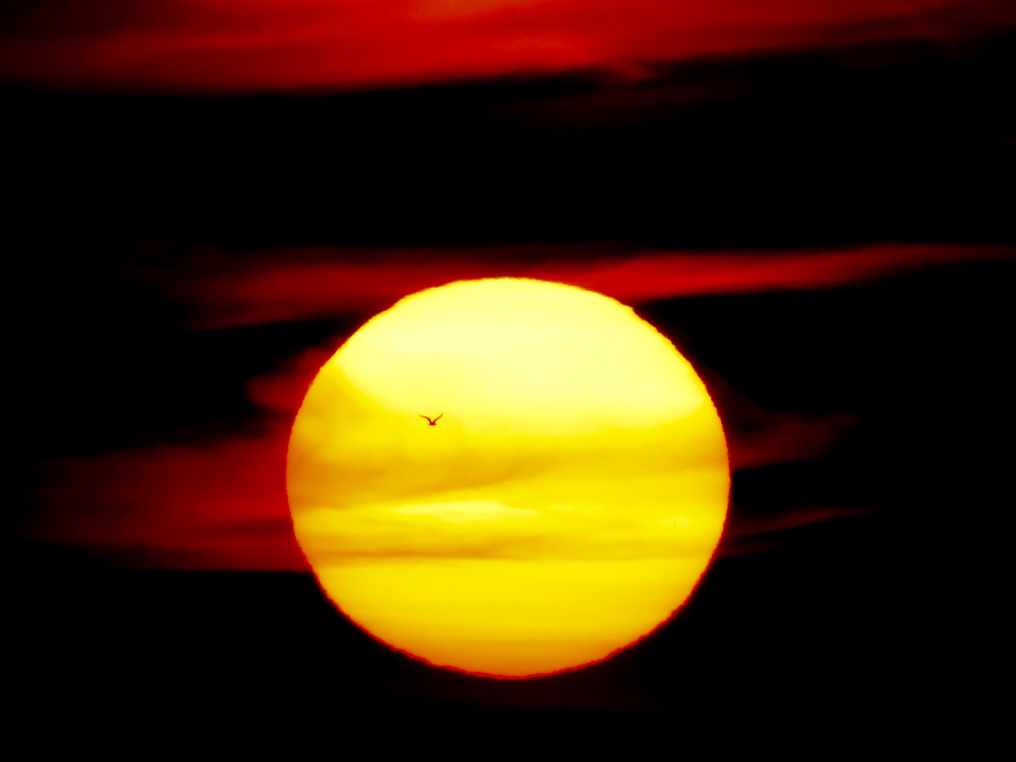 Bird and Large Sun at Sunrise