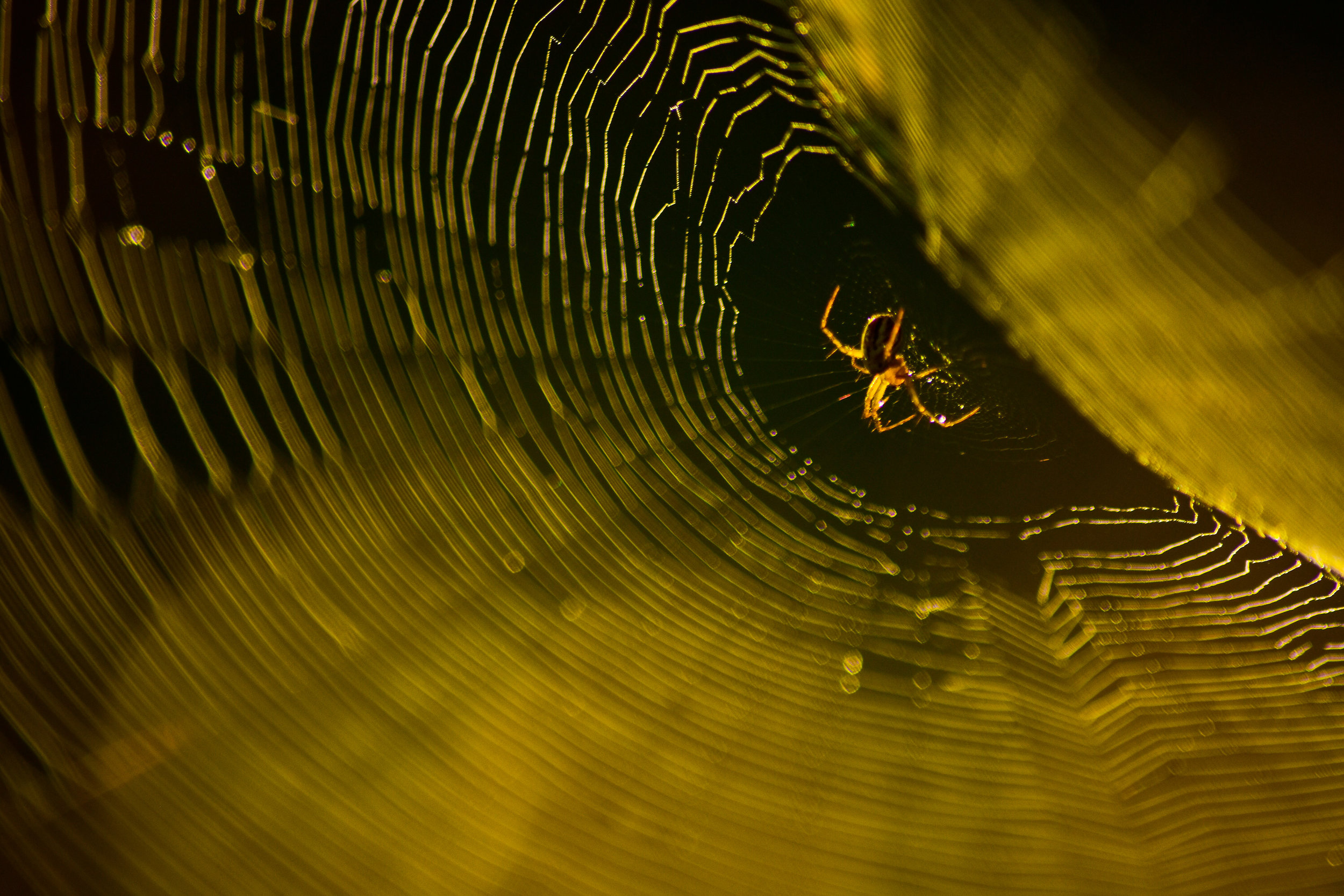 Spider in Spider Web.JPG