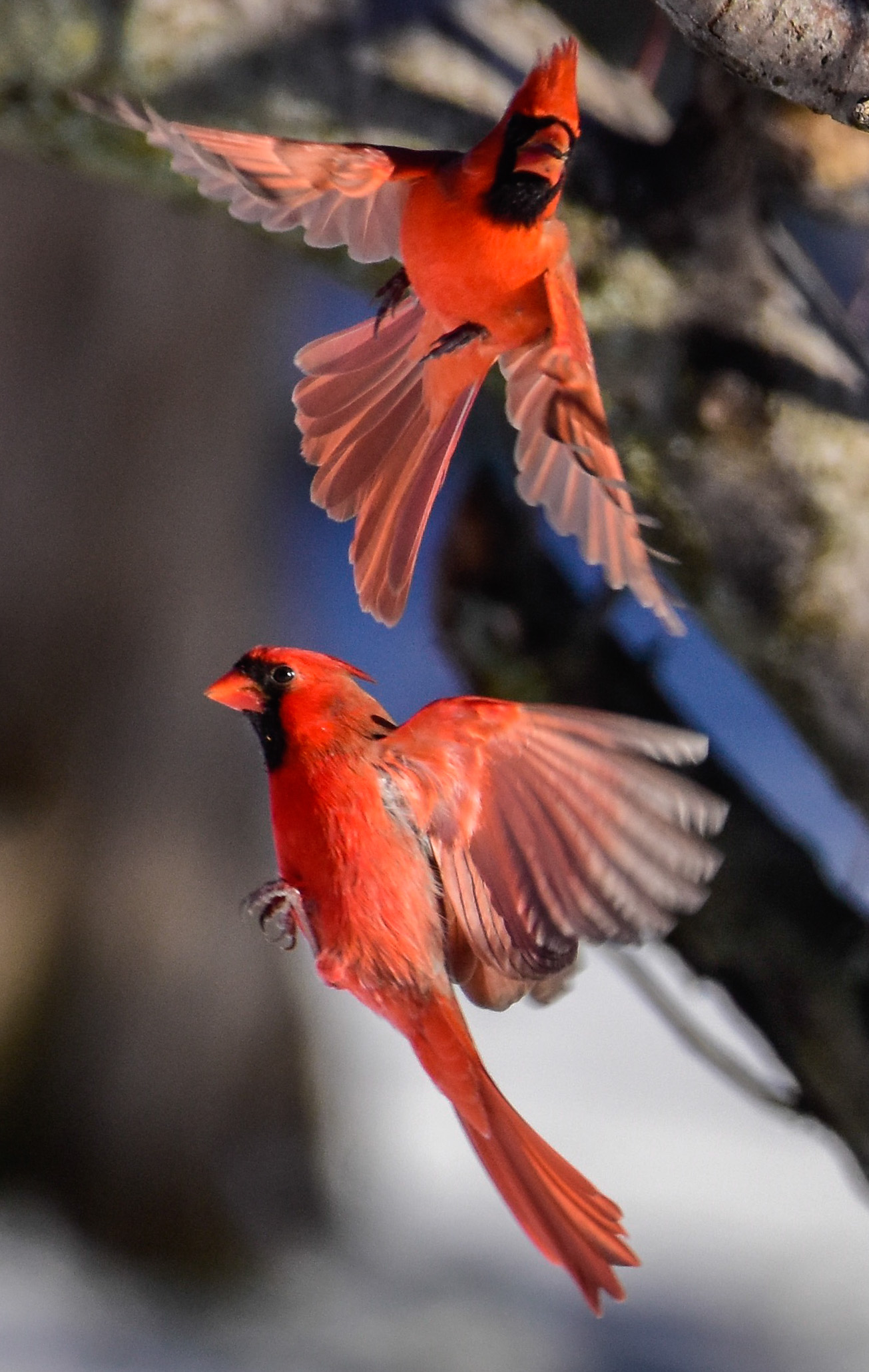 Male Cardinals in Flight