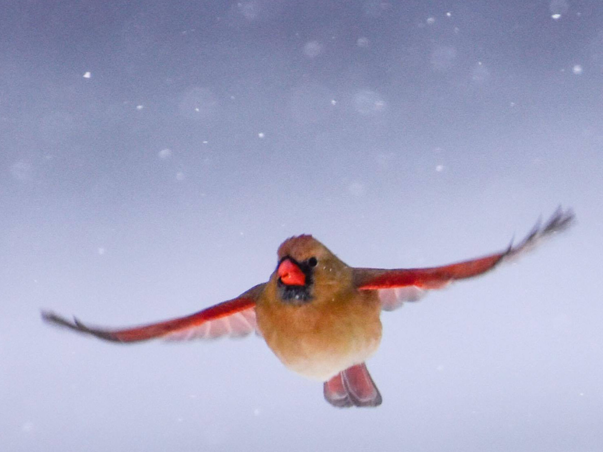 Female Cardinal in Flight_1