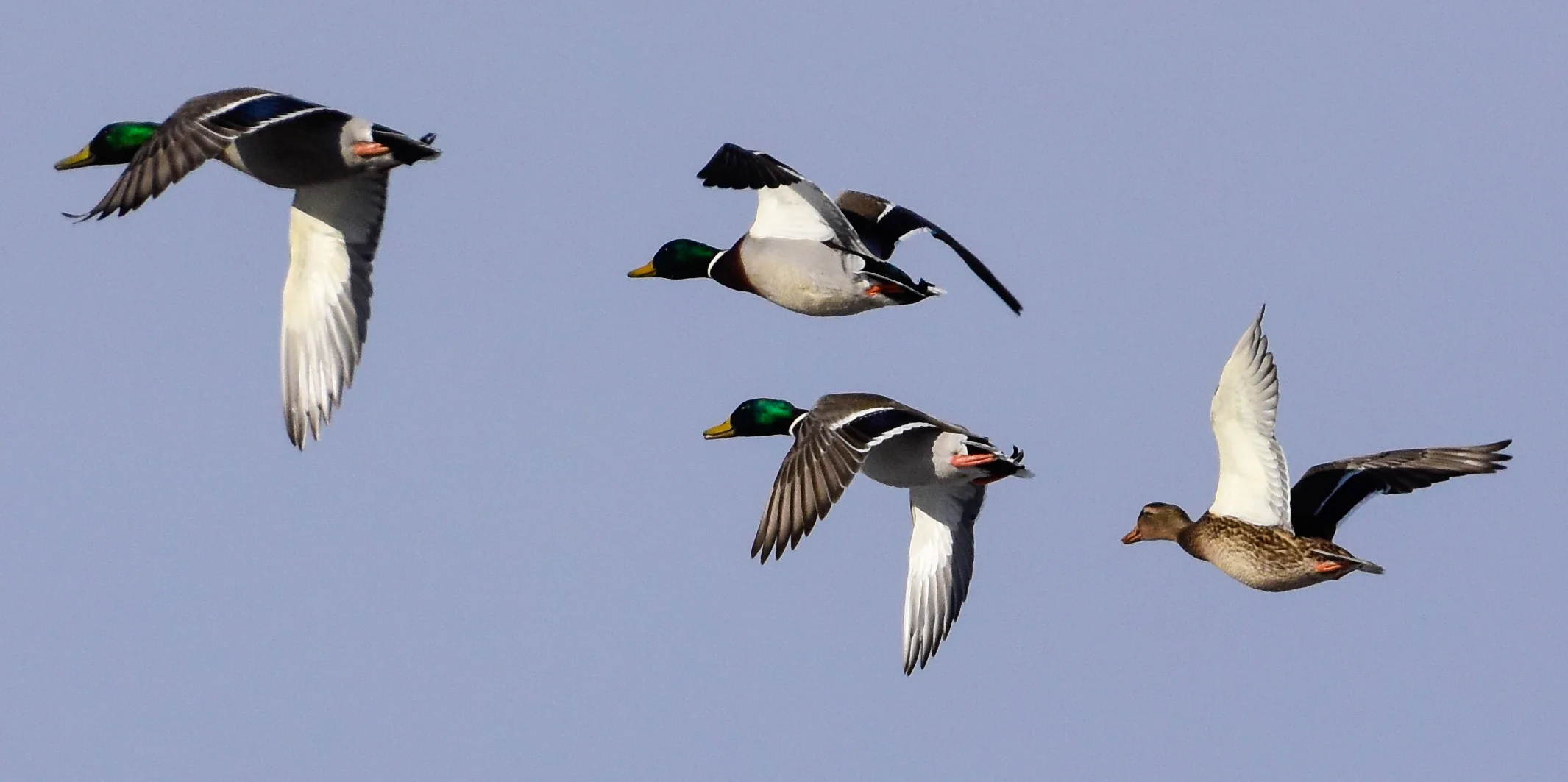 Mallards in Flight