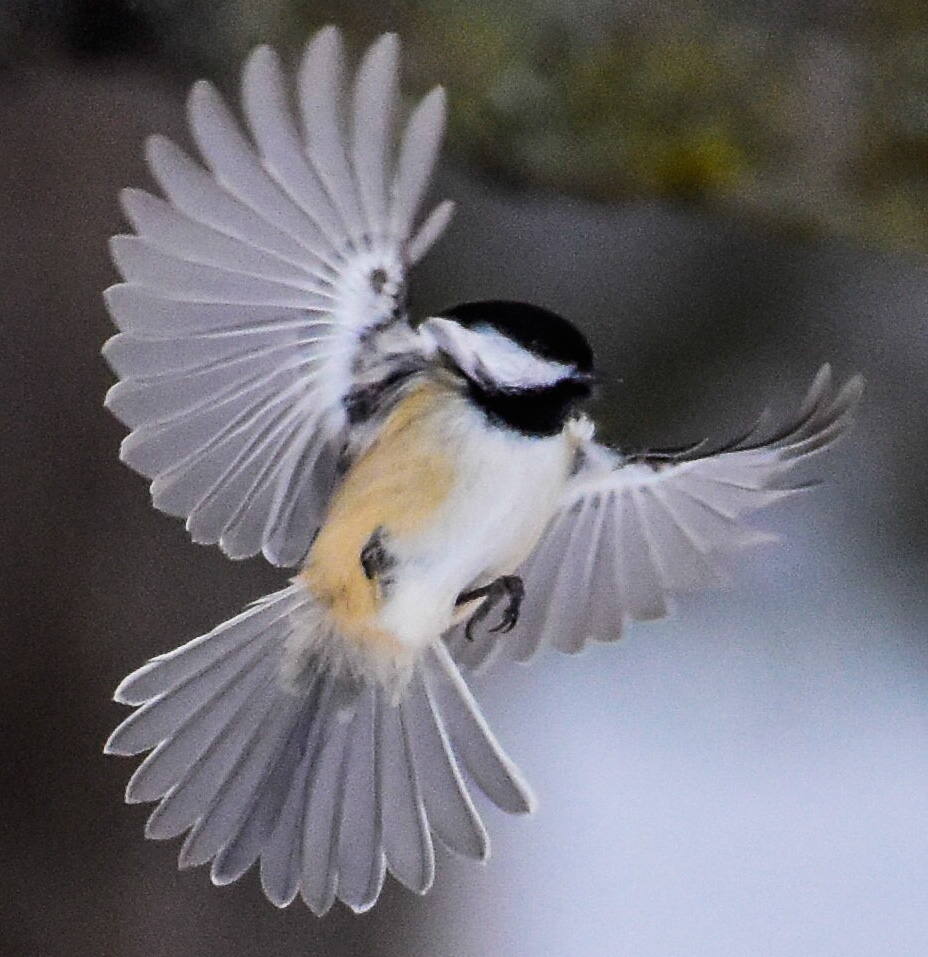 Black-capped Chickadee on the Wing