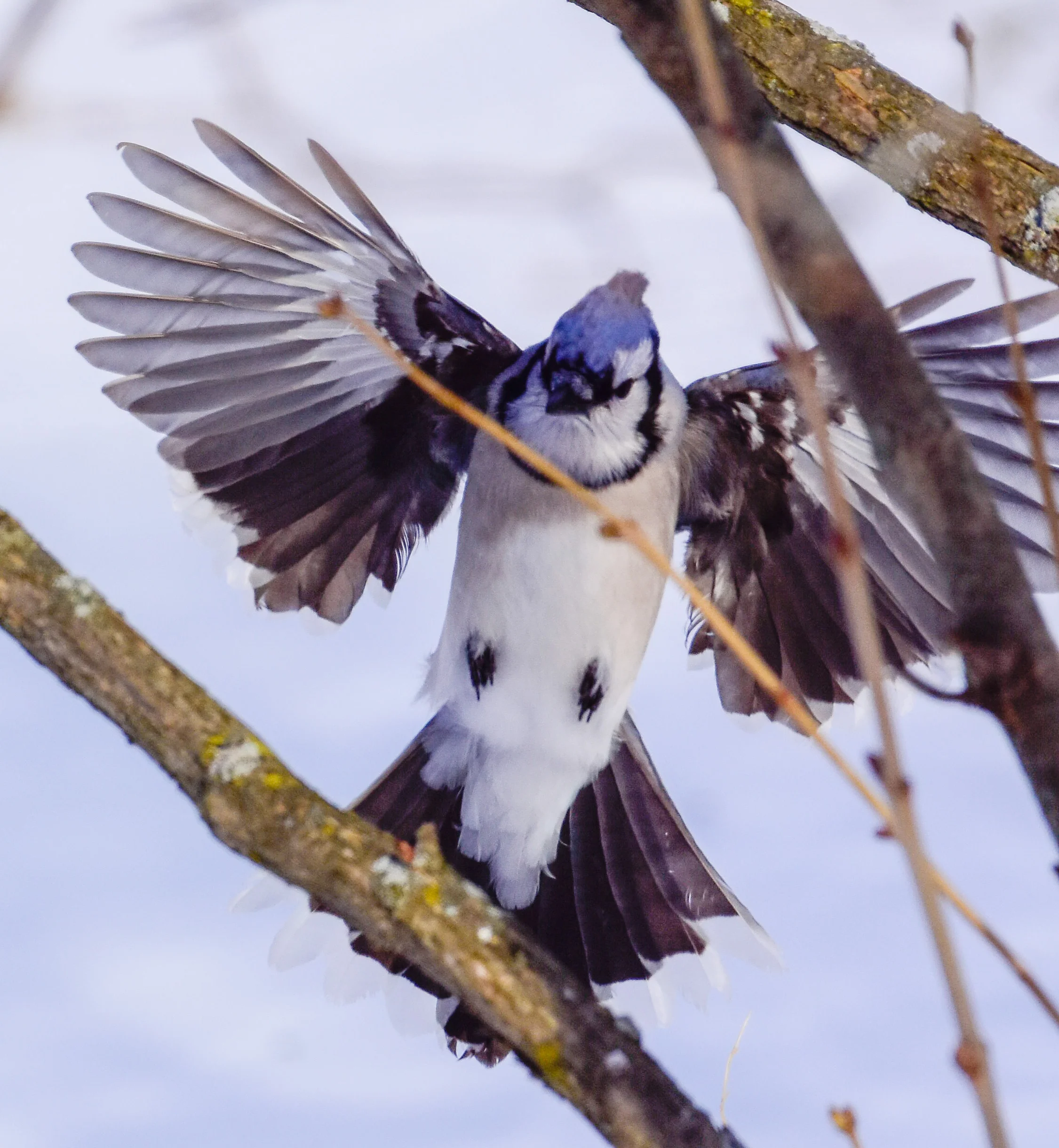 Blue Jay Landing in Tree