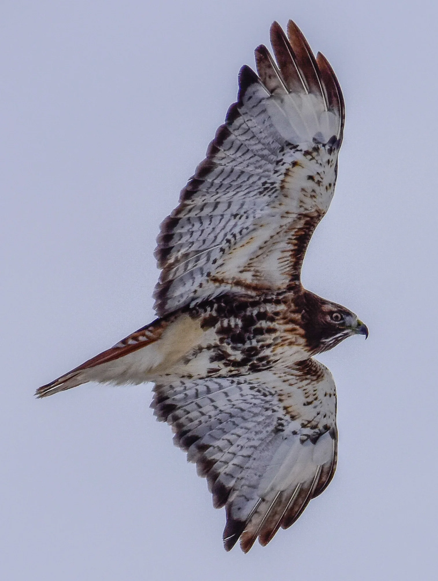 Red Tail Hawk in Flight
