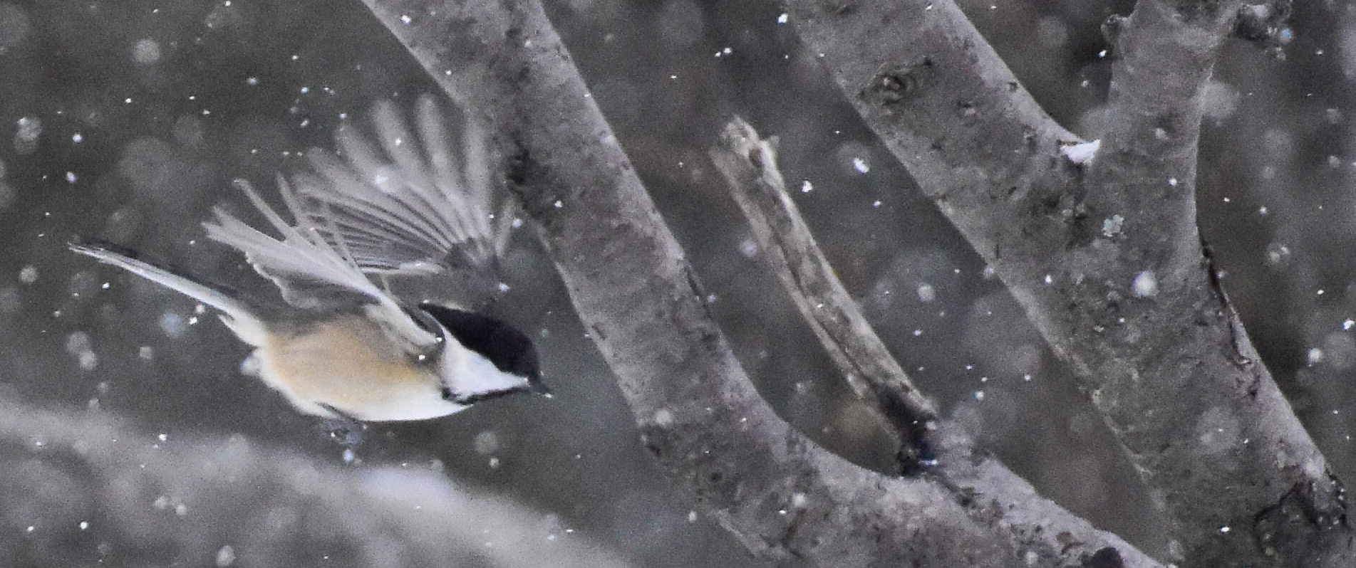 Black-capped Chickadee Flying Through Snow