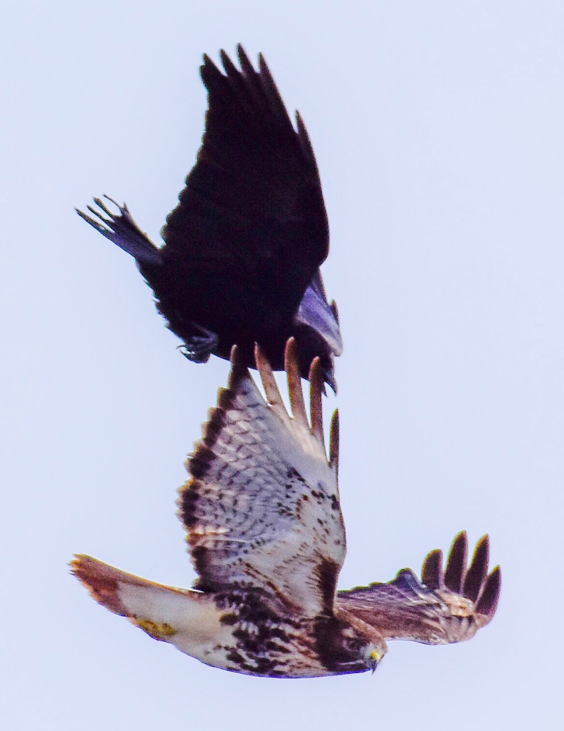 Crow Attacking Red Tail Hawk_2 