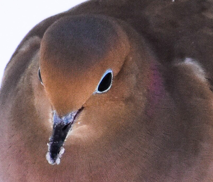 Morning Dove Closeup