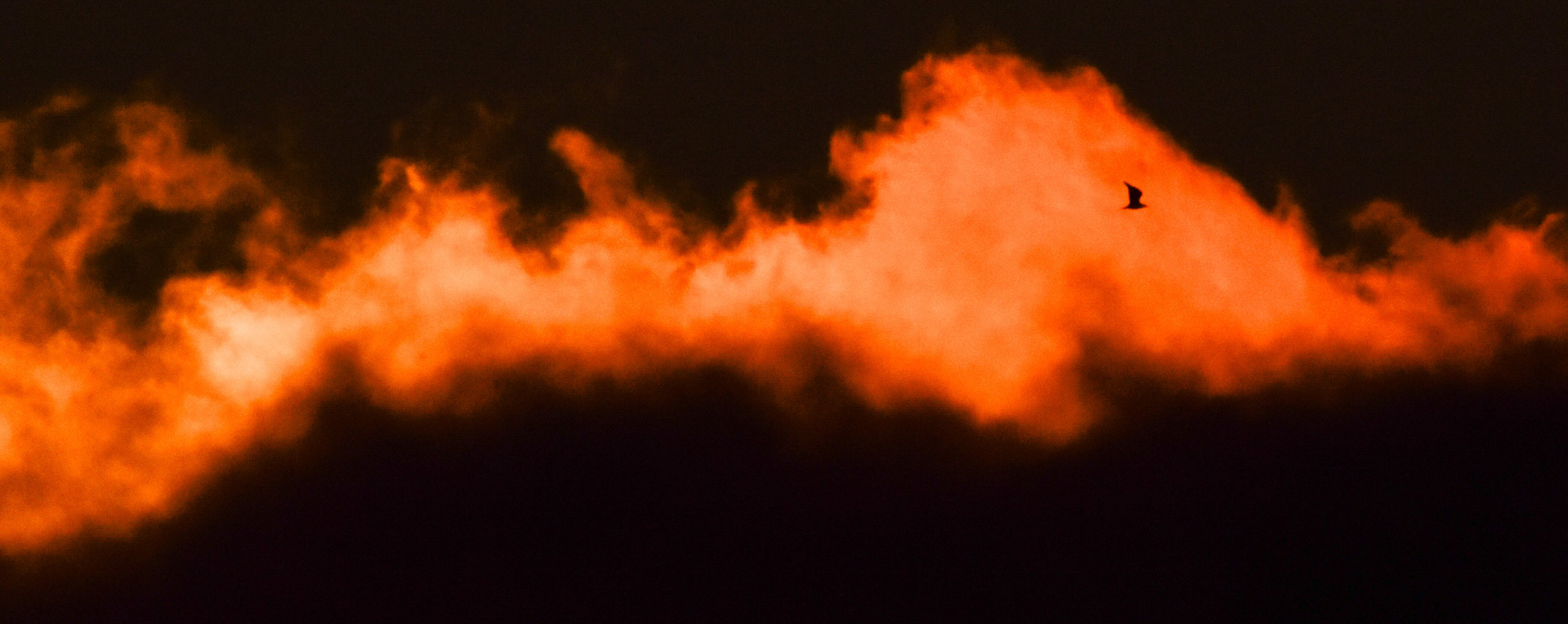 Orange Clouds with Bird