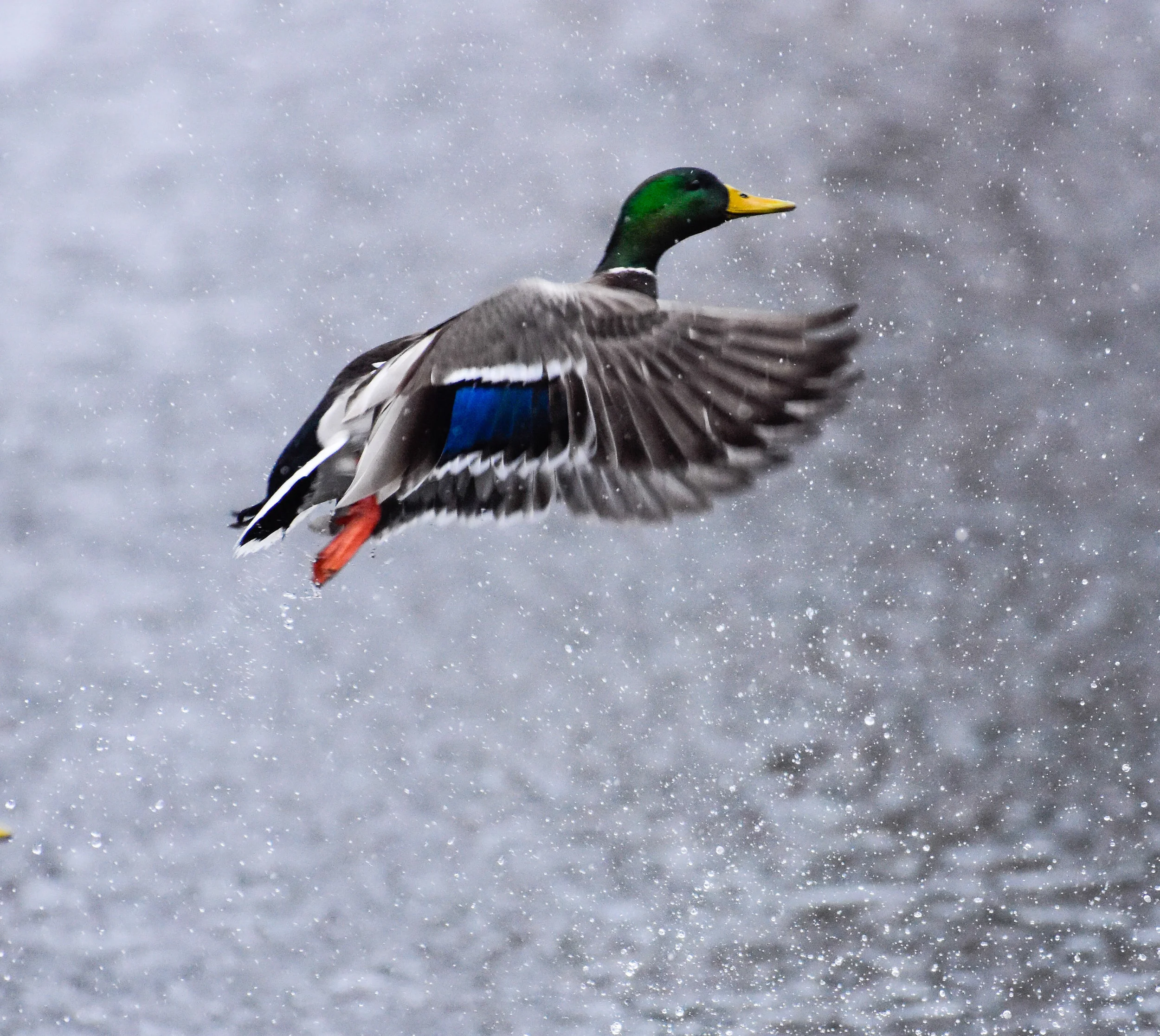 Male Mallard in Flight