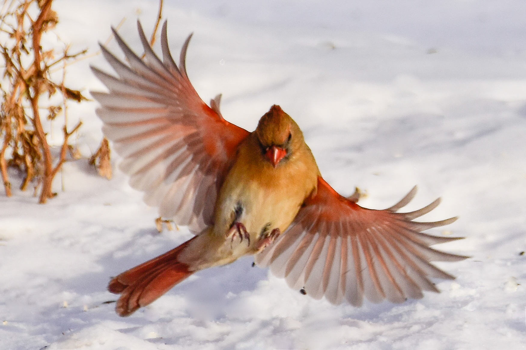 Female Cardinal Landing on Snowy Ground
