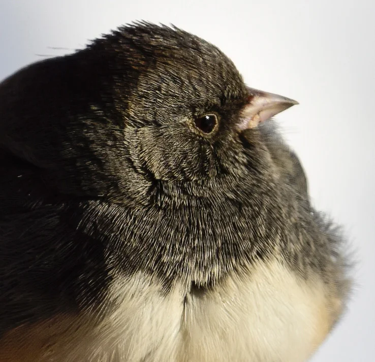 Dark-eyed Junco Closeup