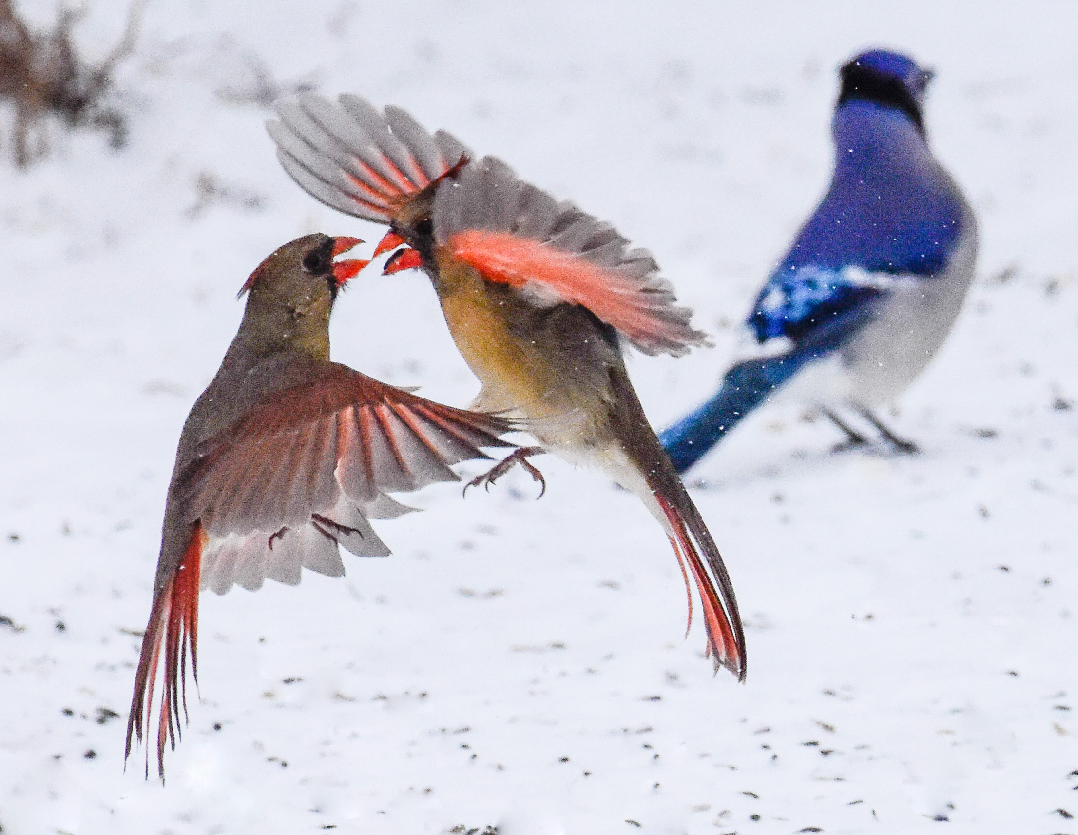 Fighting Female Cardinals