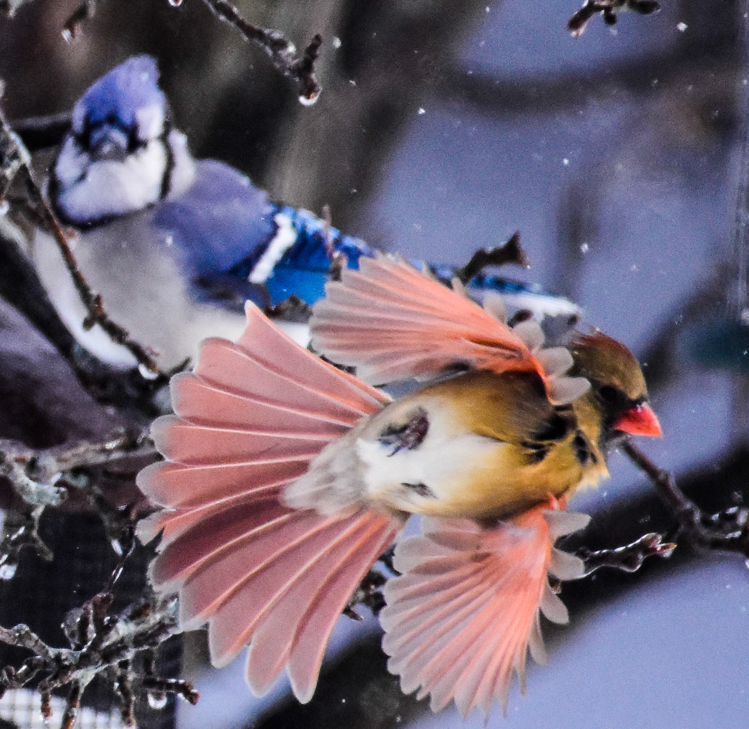 Female Cardinal in Flight with Blue Jay in Tree