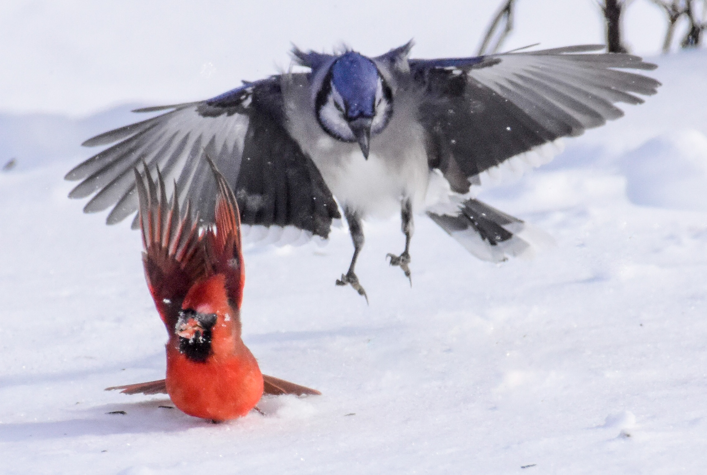 Male Cardinal and Blue Jay Landing on Snowy Ground