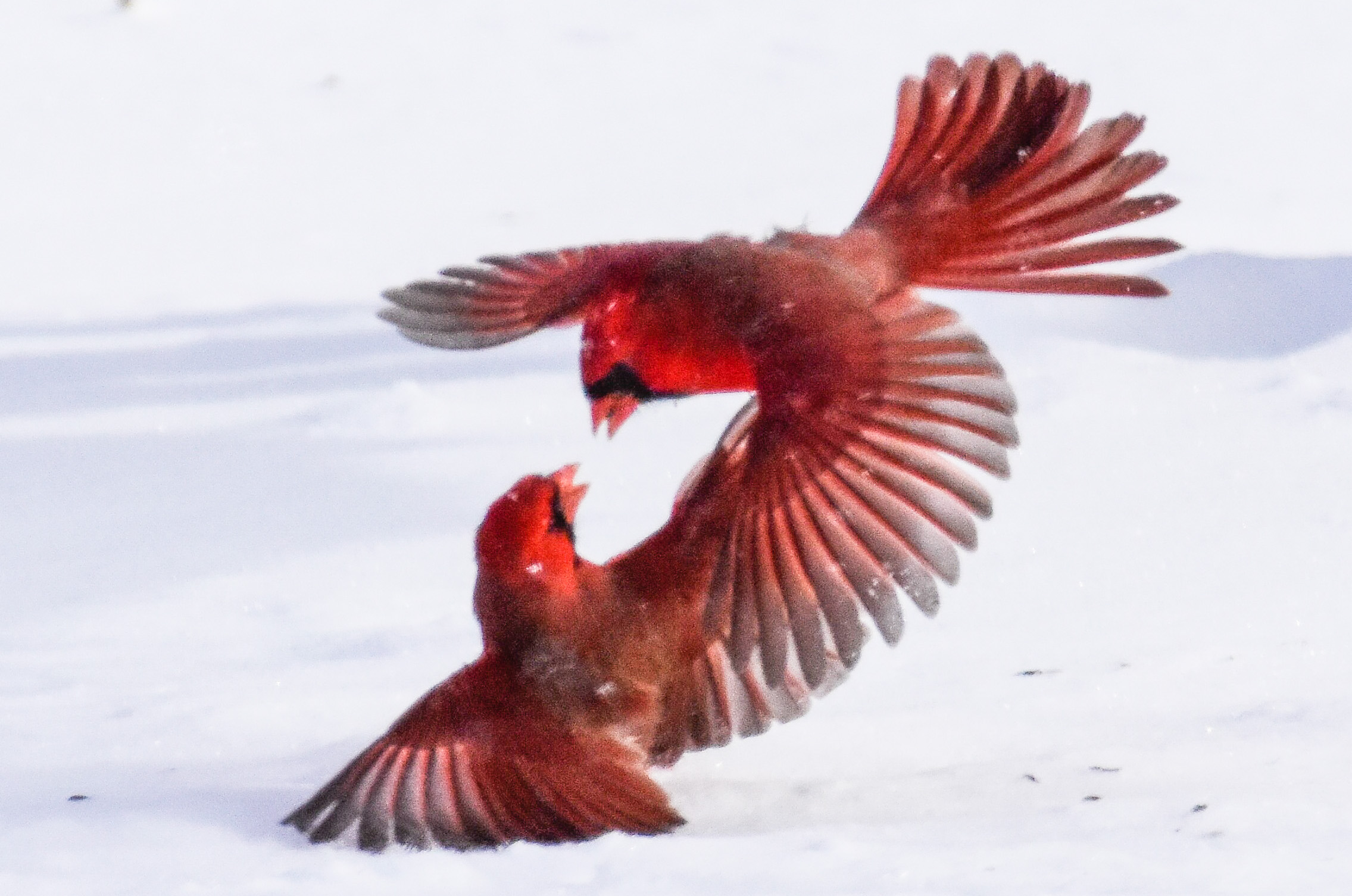 Fighting Male Cardinals