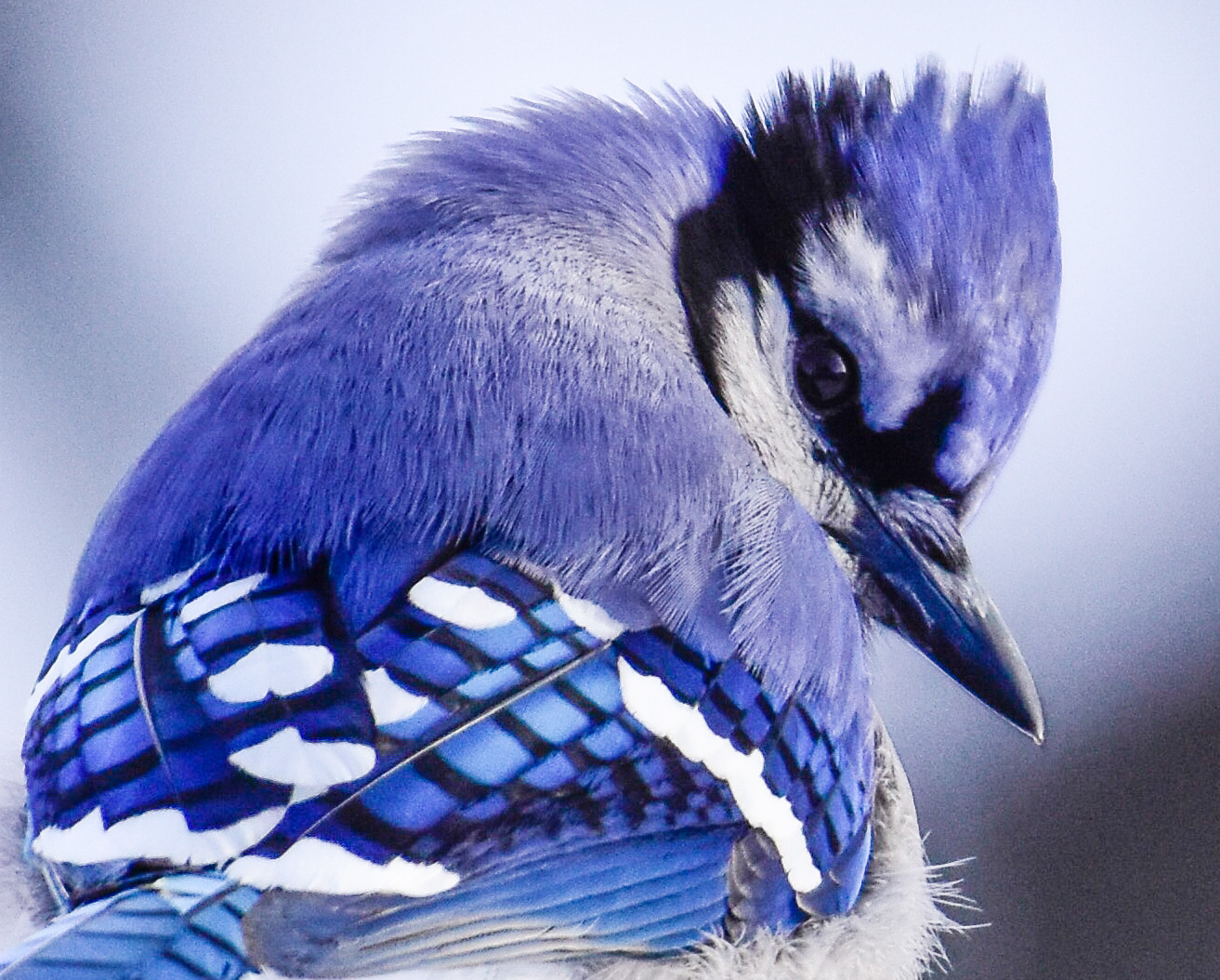 Blue Jay Closeup