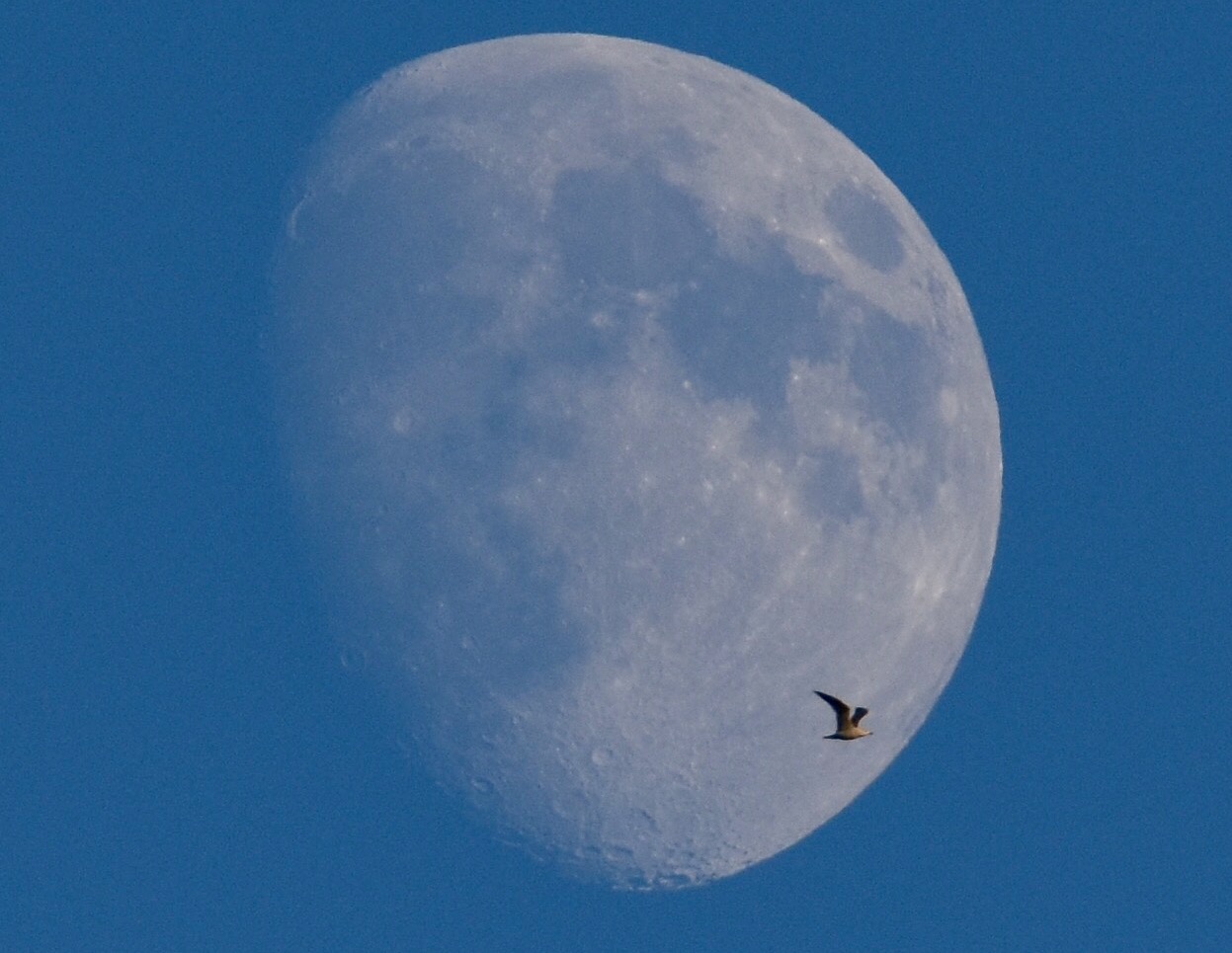 Seagull and Moon