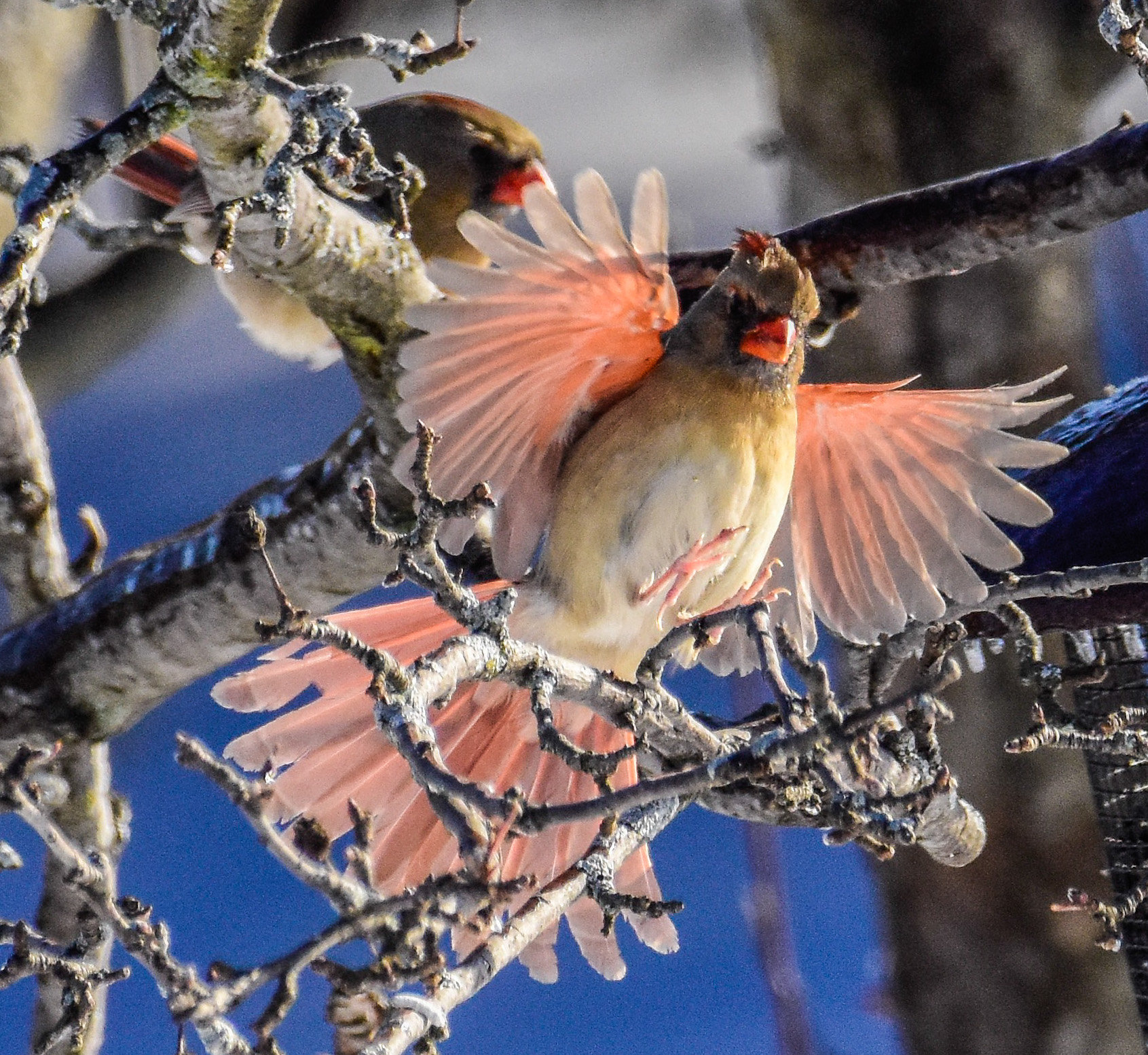 Female Cardinal Landing in Tree