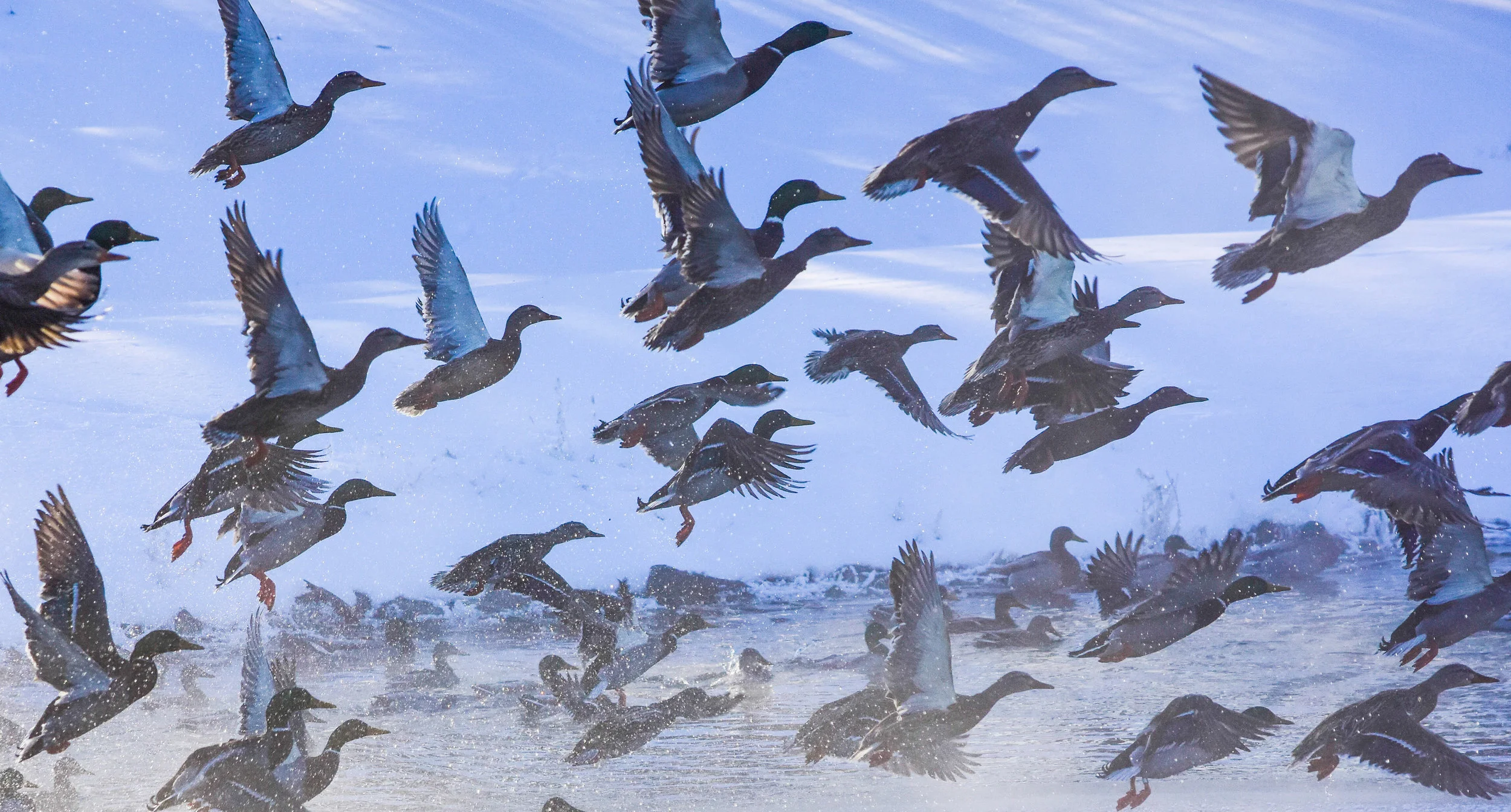 Mallards Taking off over Lake Champlain_2