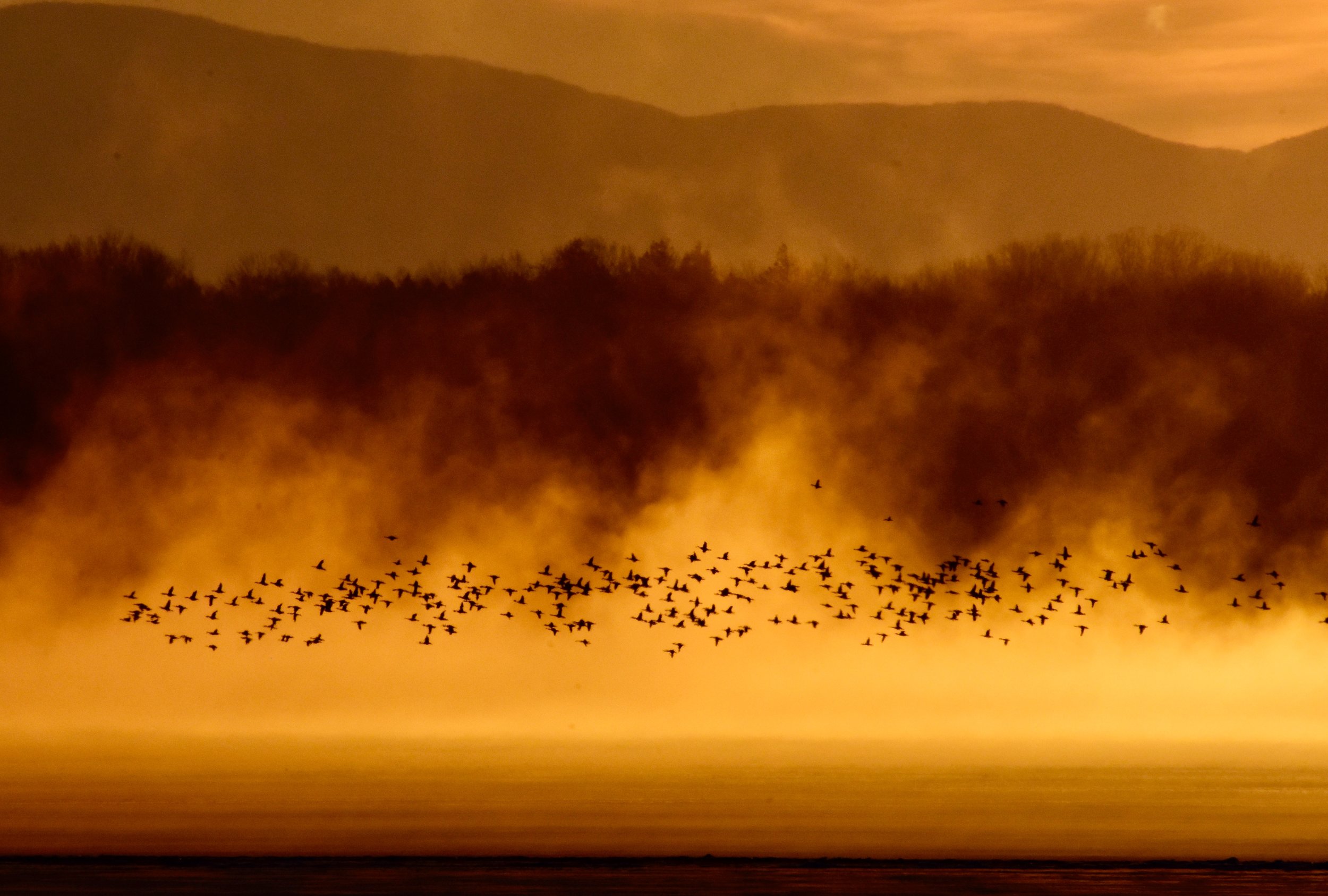 Geese and Steam over Lake Champlain at Sunrise_1