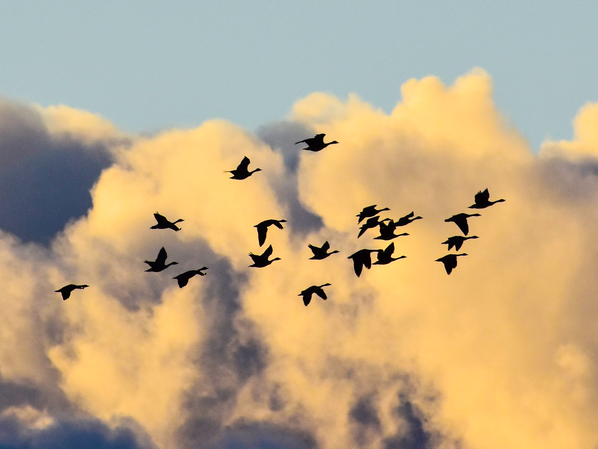 Geese and Clouds_2
