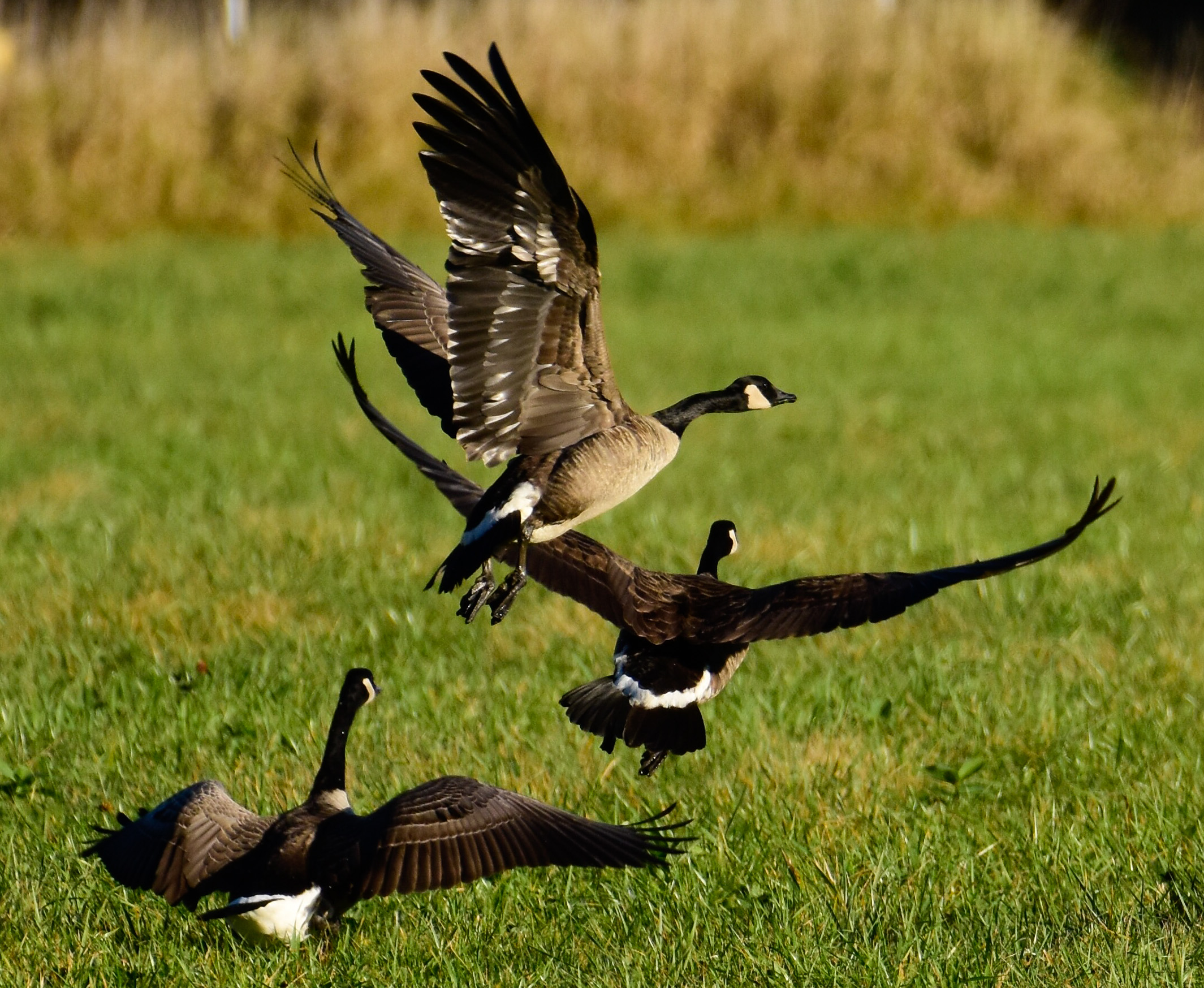 Canada Geese Taking Off