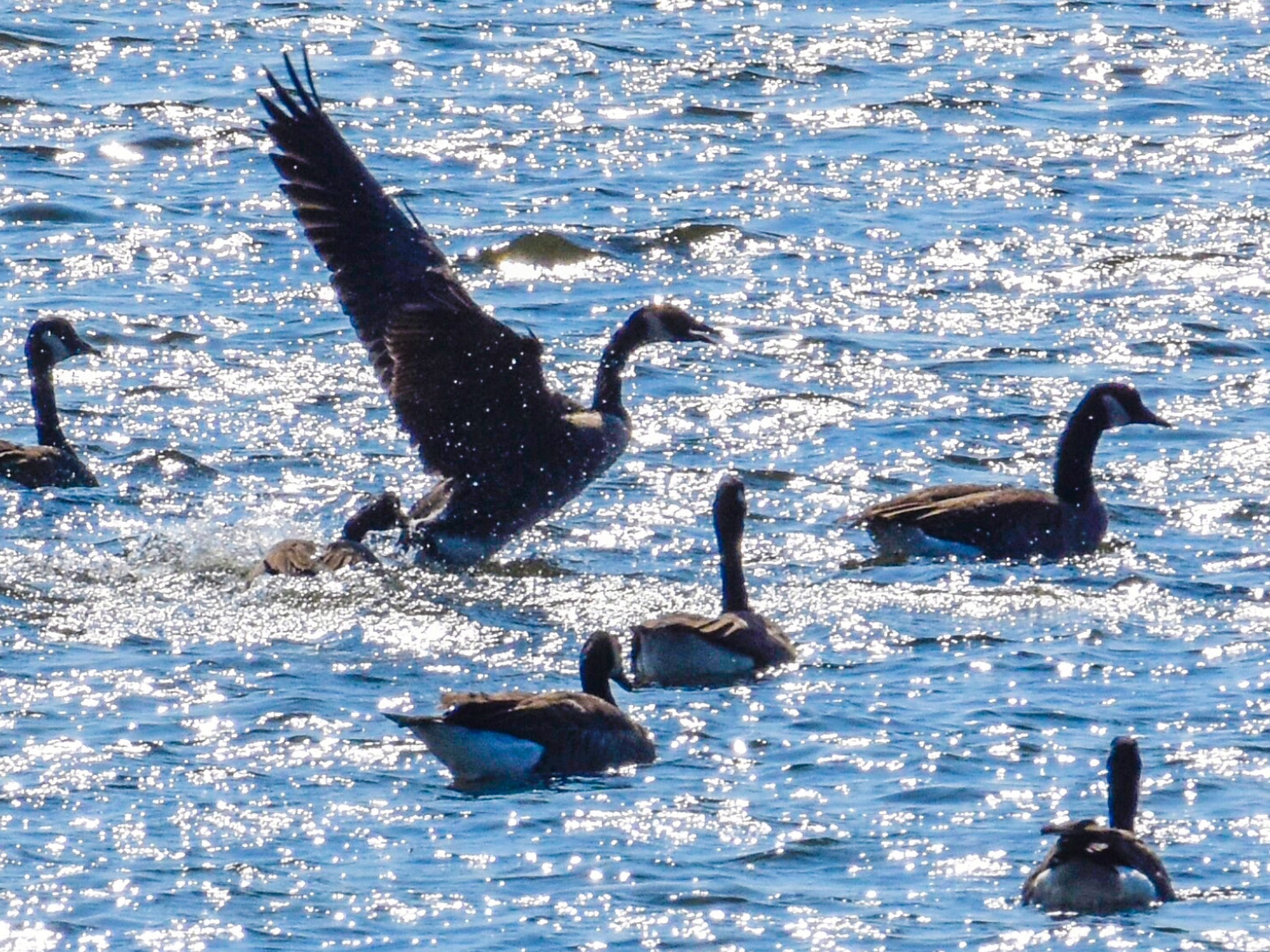 Canada Geese in Lake Champlain