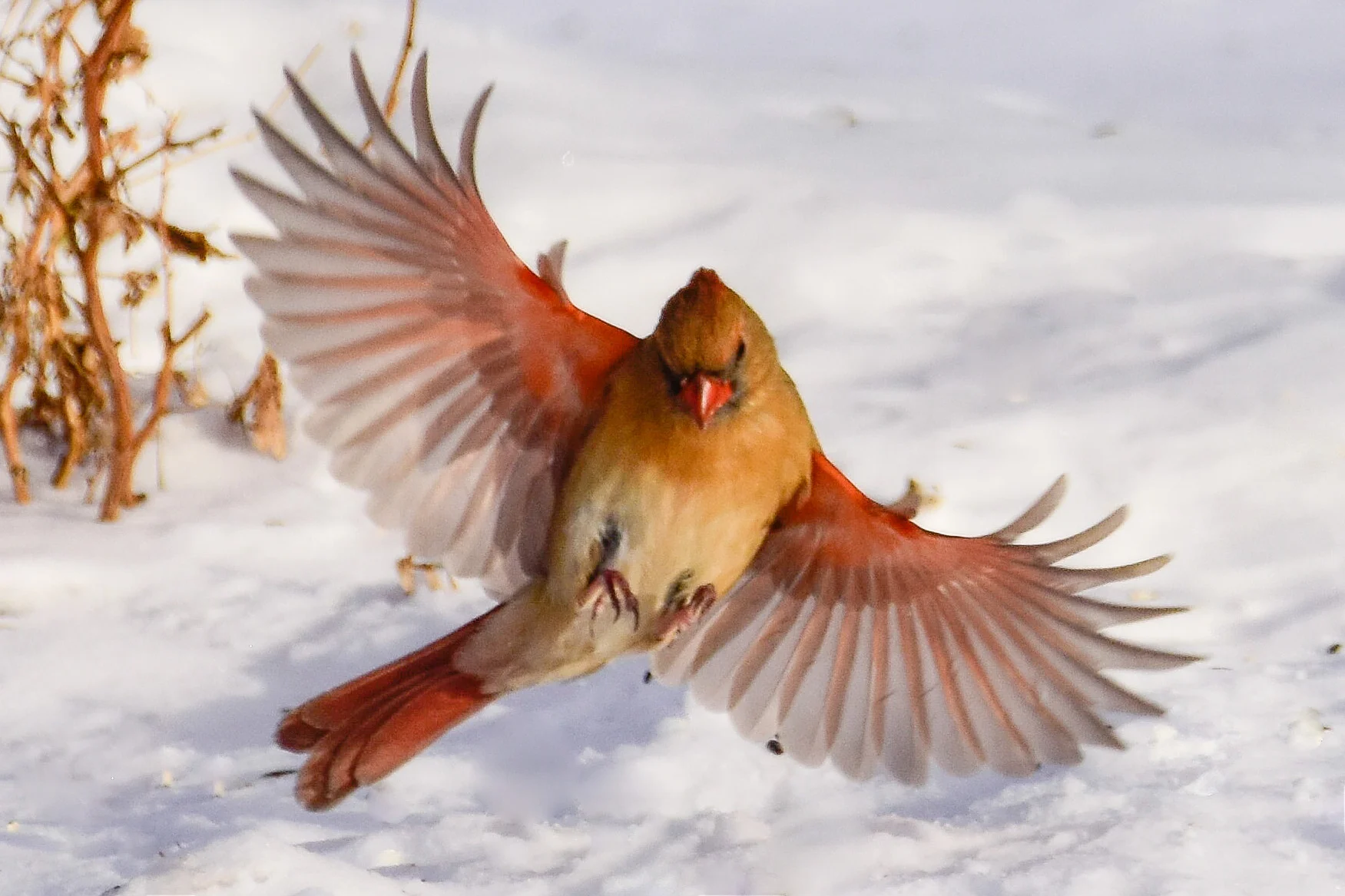 Female Cardinal Landing on Snowy Ground.JPG