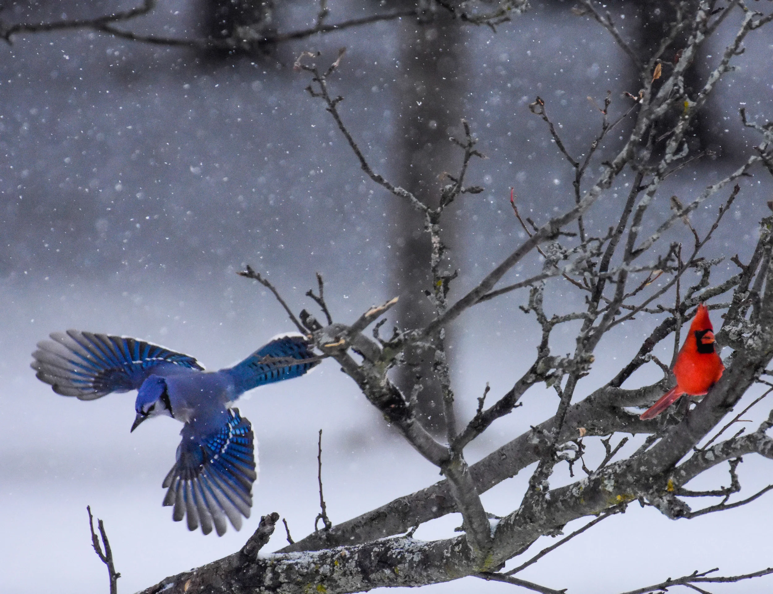 Male Cardinal in Tree and Blue Jay in Flight.JPG