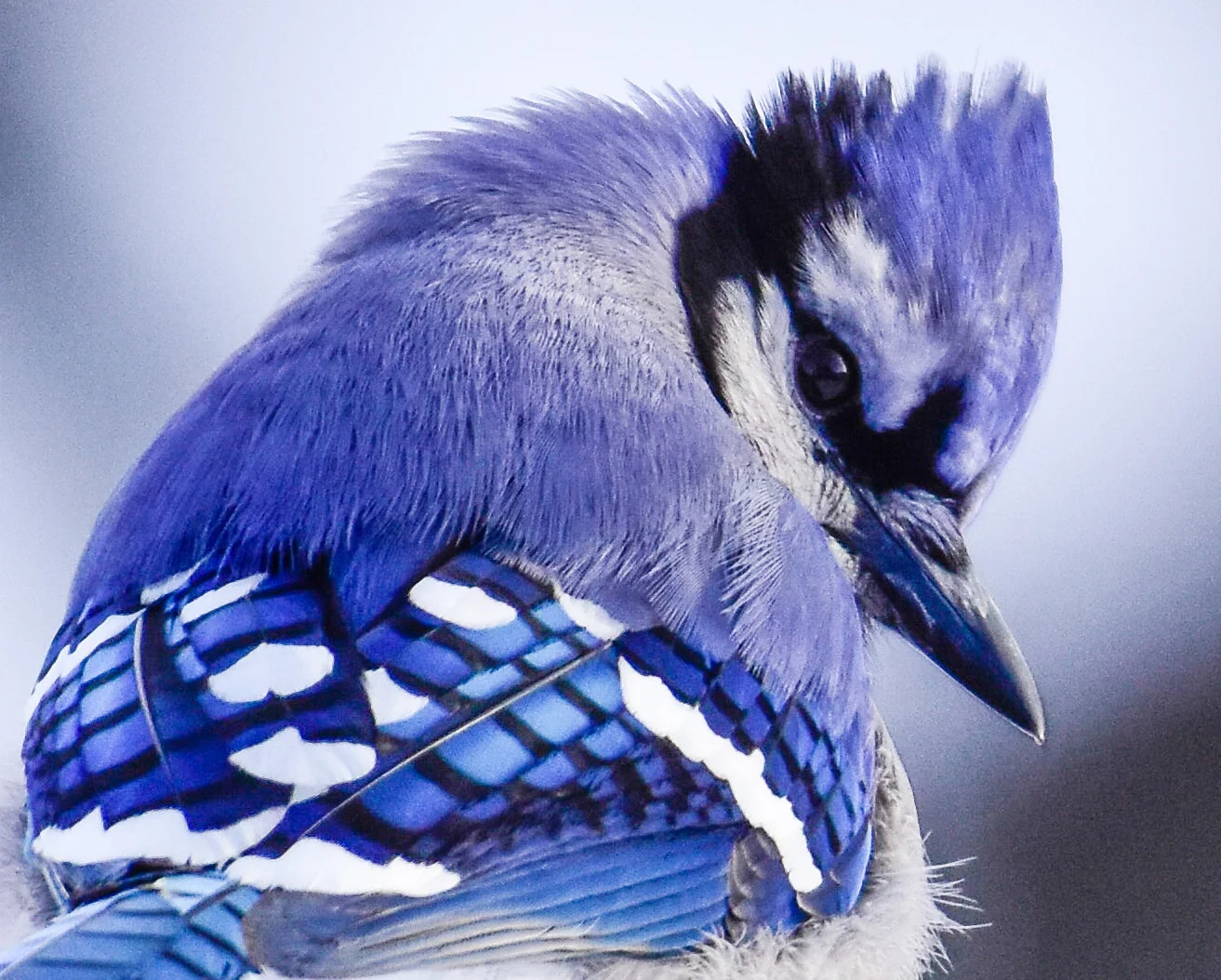Blue Jay Closeup.JPG