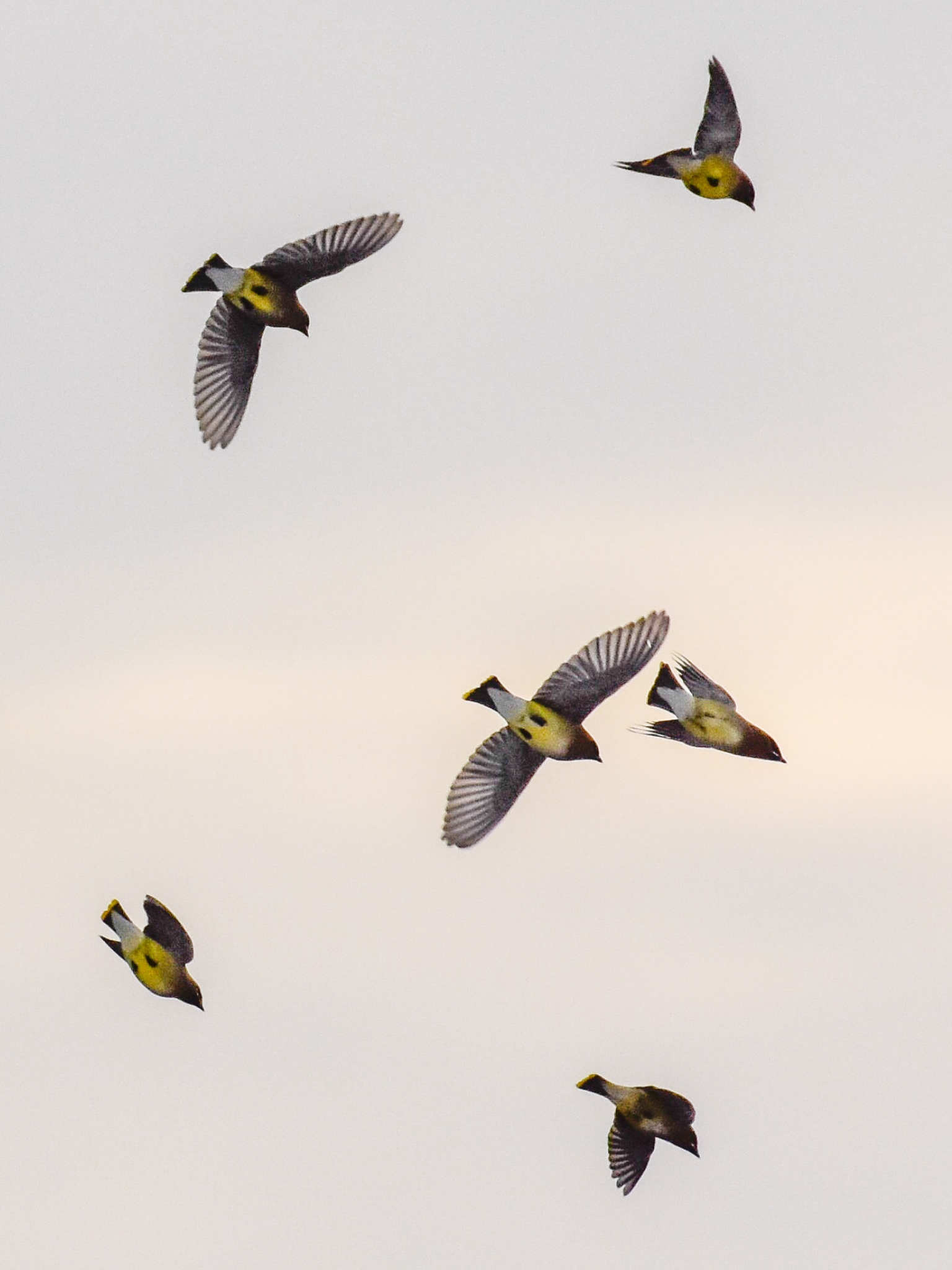 Goldfinches in Flight