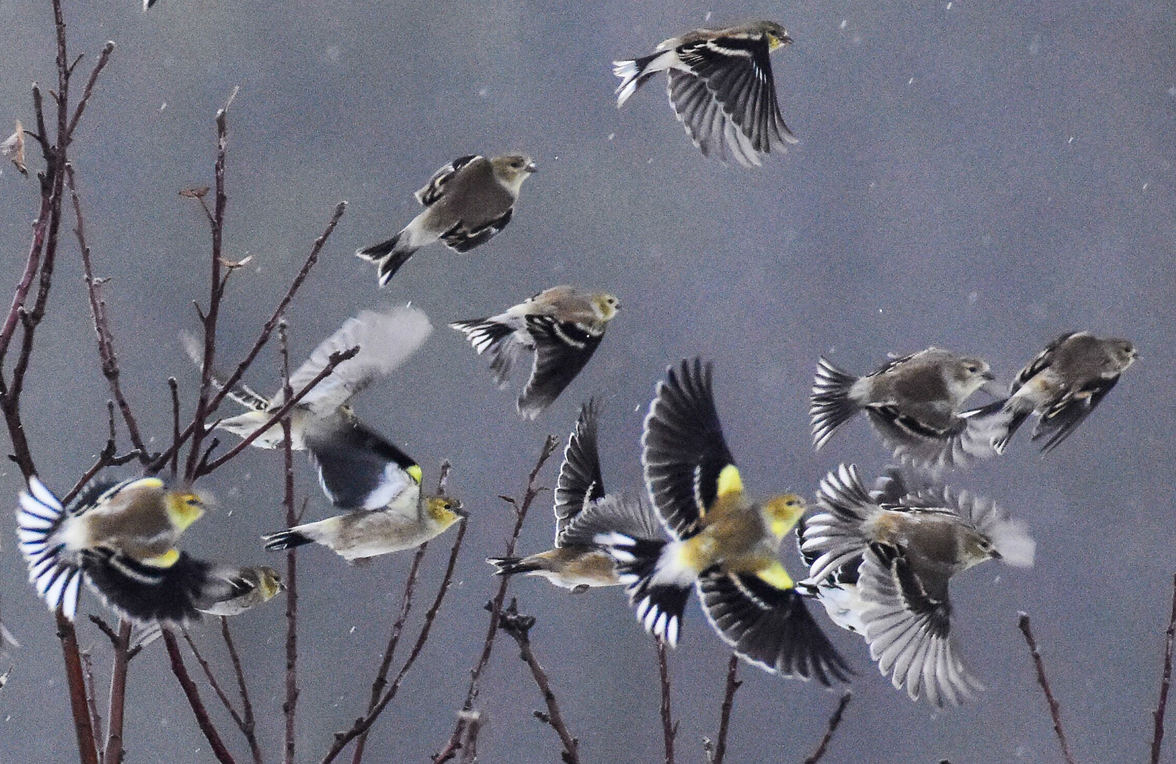 Goldfinches Taking off in the Rain