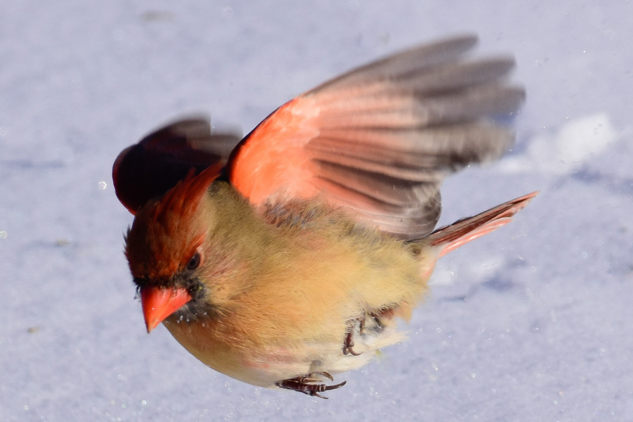 Female Cardinal in Flight_2