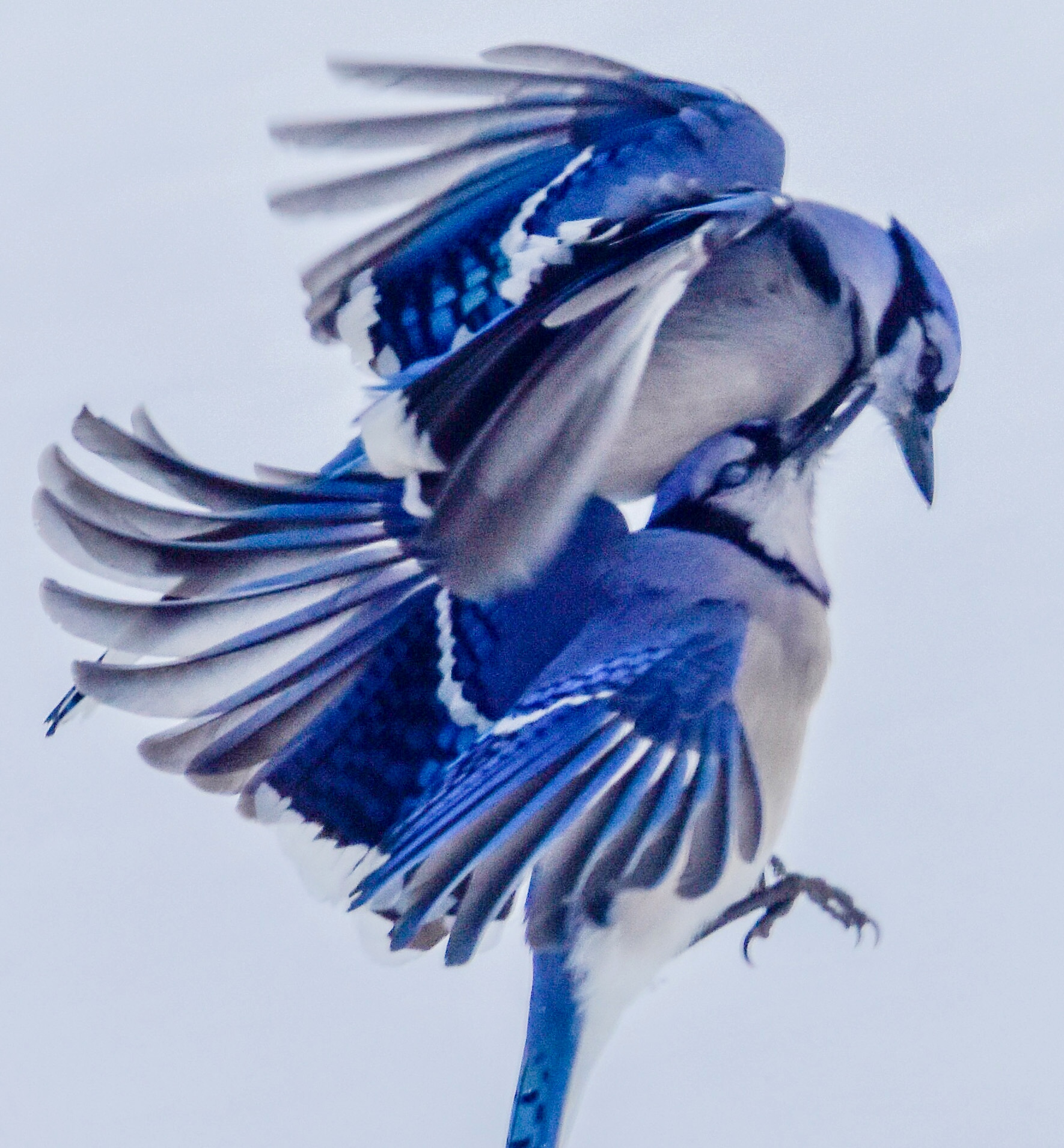 Blue Jays in Midair Collision