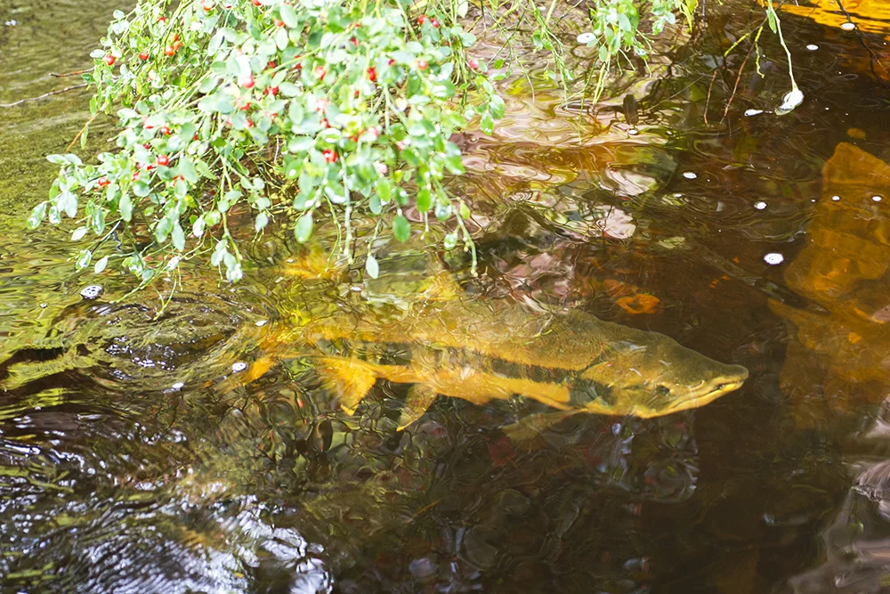 • THE HUCKLEBERRY CHUM