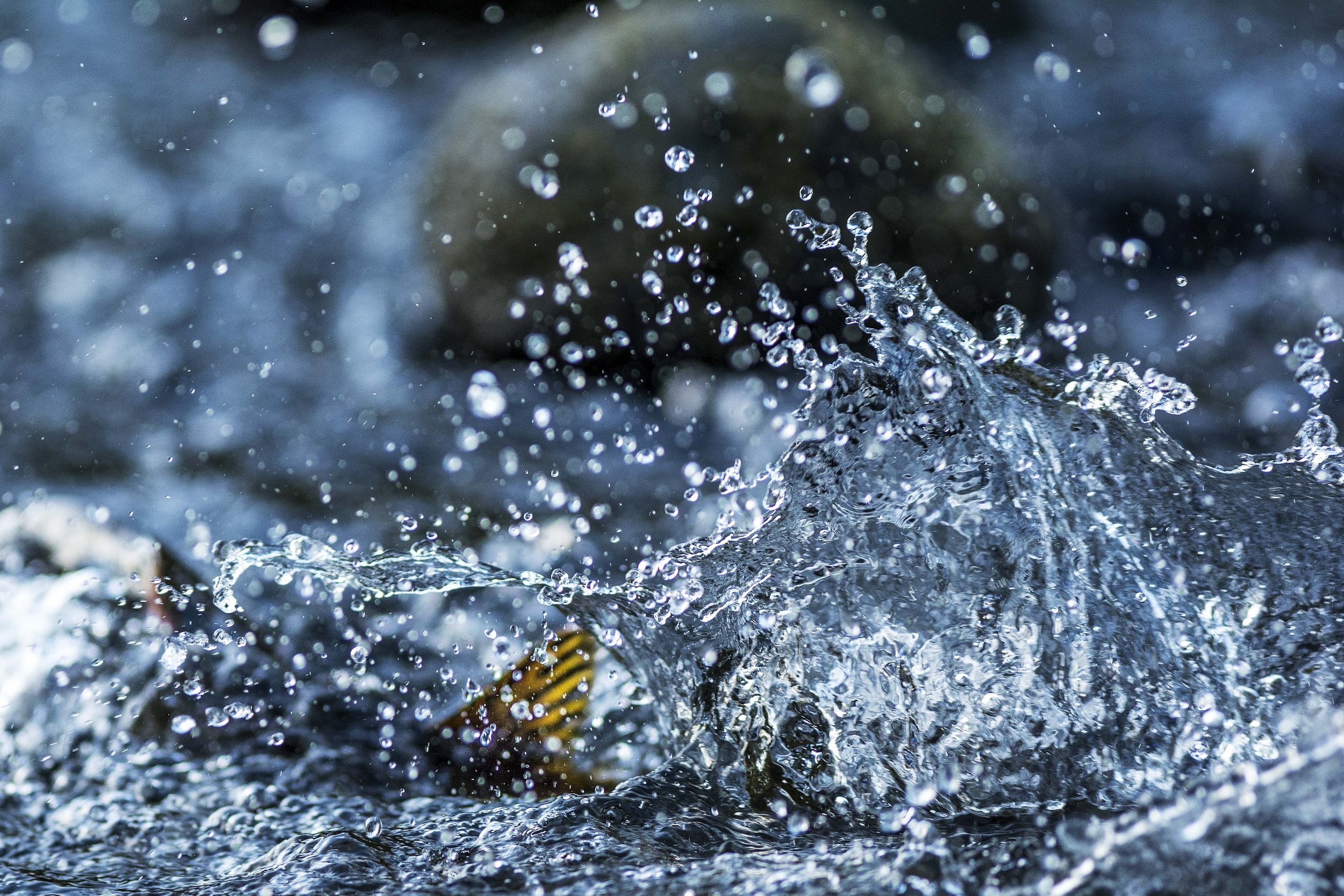 • A Salmon Family Tree