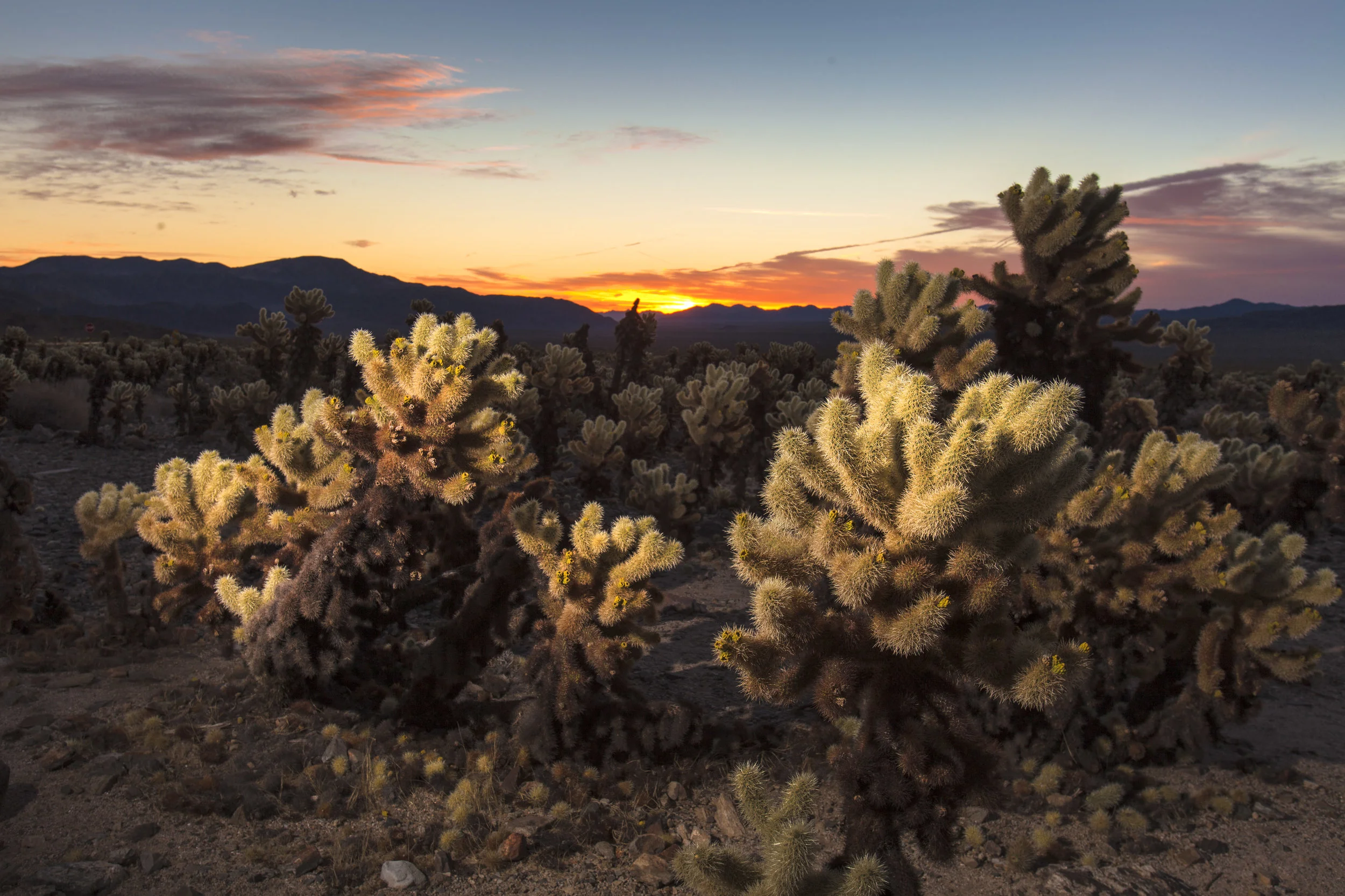 Joshua_Tree094.jpg
