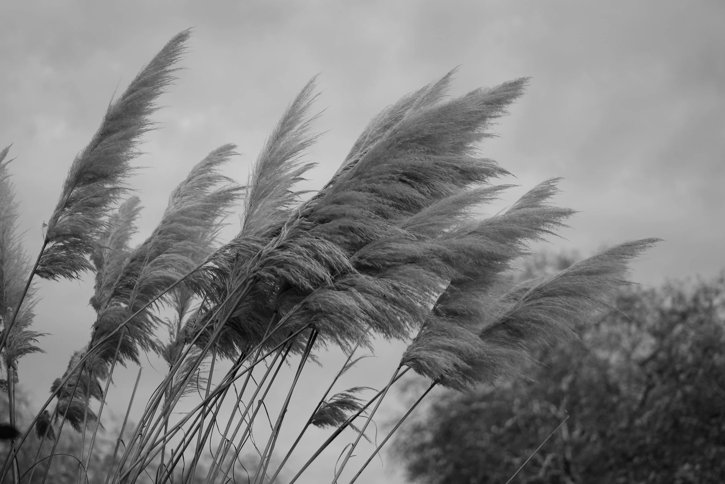 Feathery Reeds in Hyde Park, London, Englandhttps://www.ebay.com/itm/263679716052?ssPageName=STRK:MESELX:IT&amp;_trksid=p3984.m1555.l2649