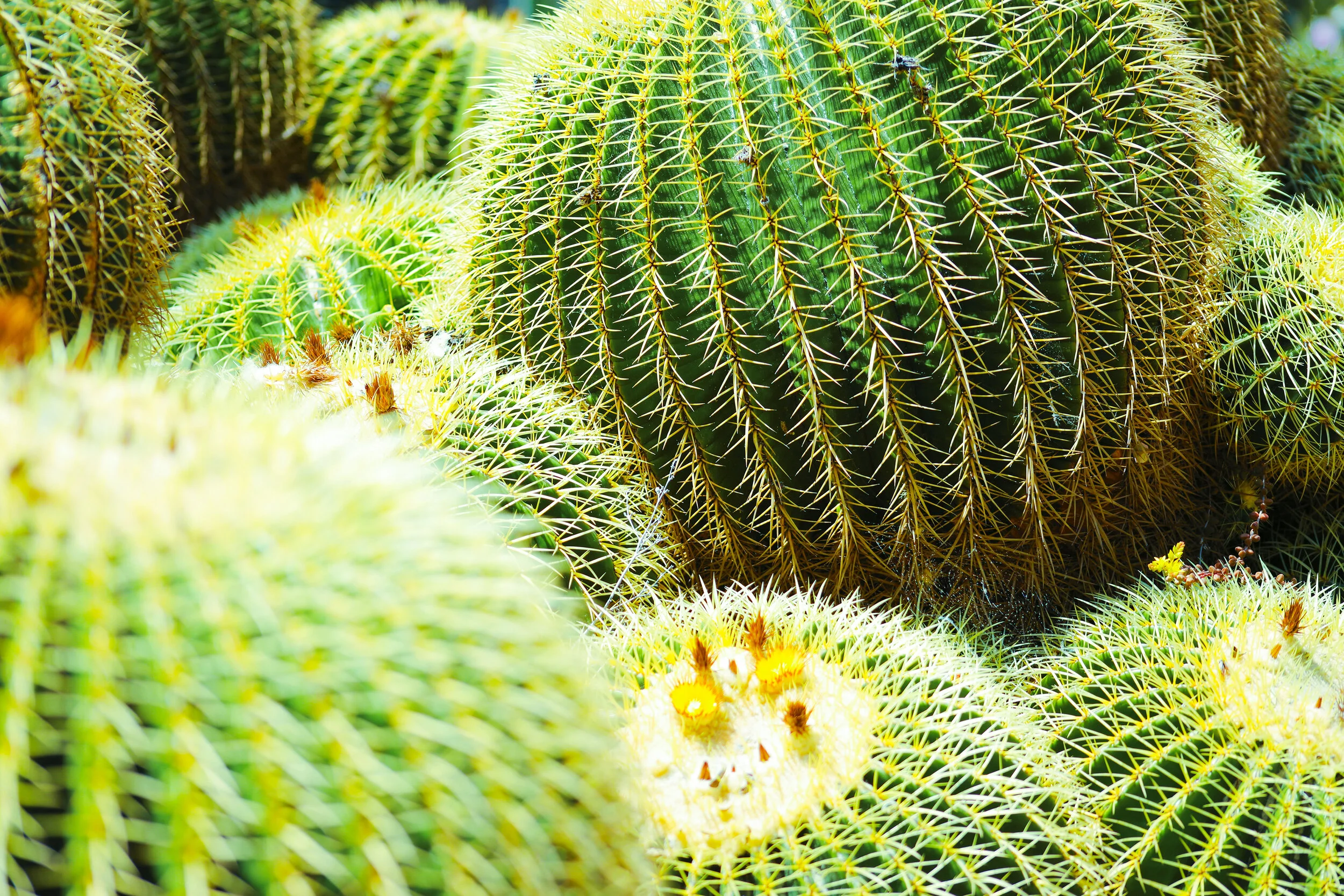 CACTI_WEB.jpg