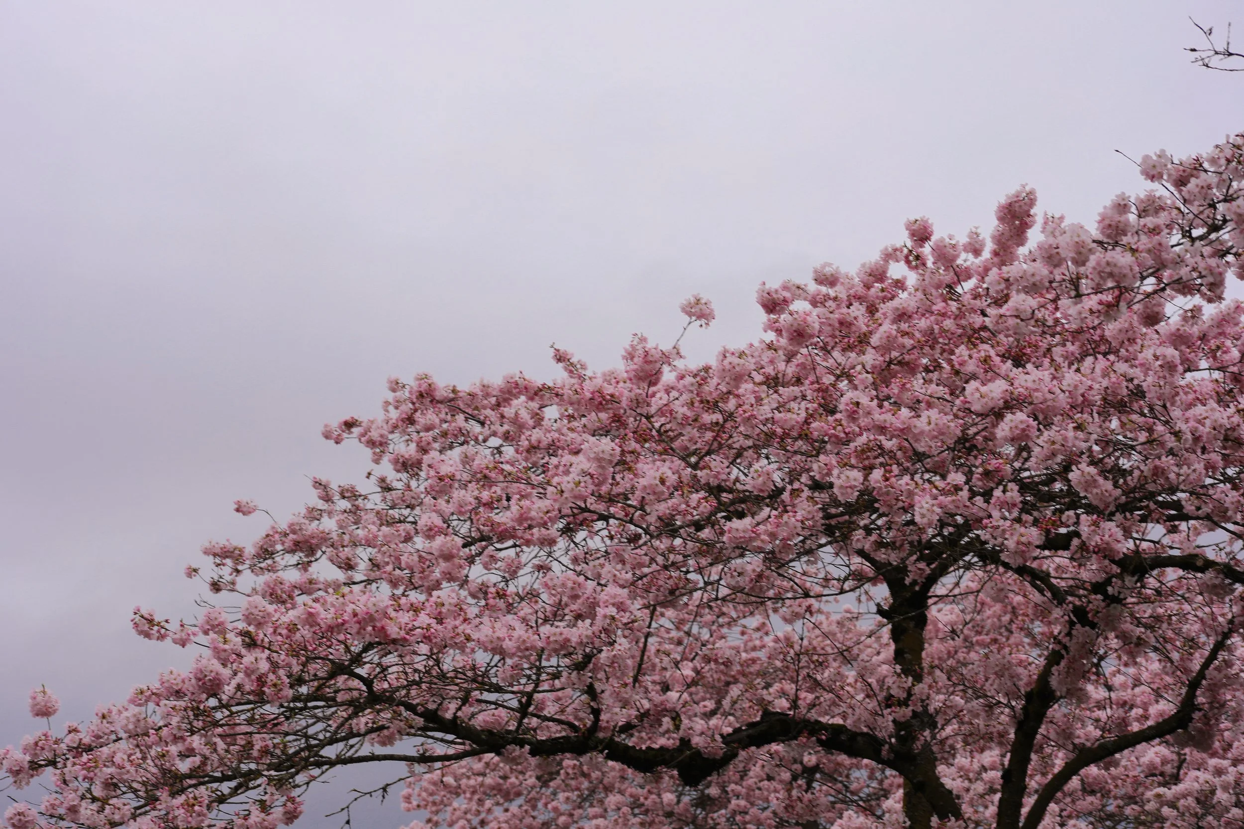 CHERRY_BLOSSOMS_1.jpg