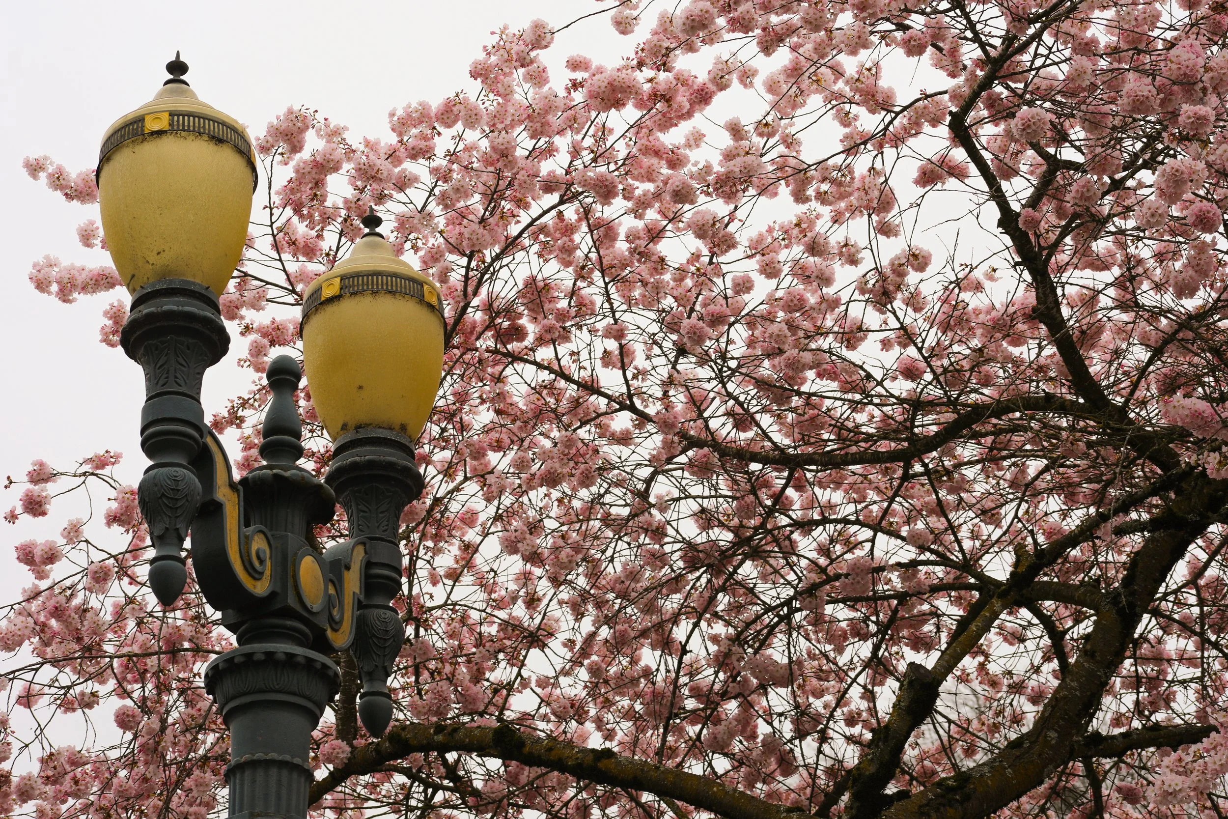 CHERRY_BLOSSOMS_2.jpg